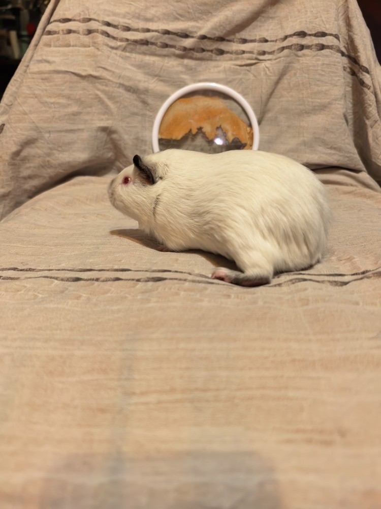 Изображение морской свинки