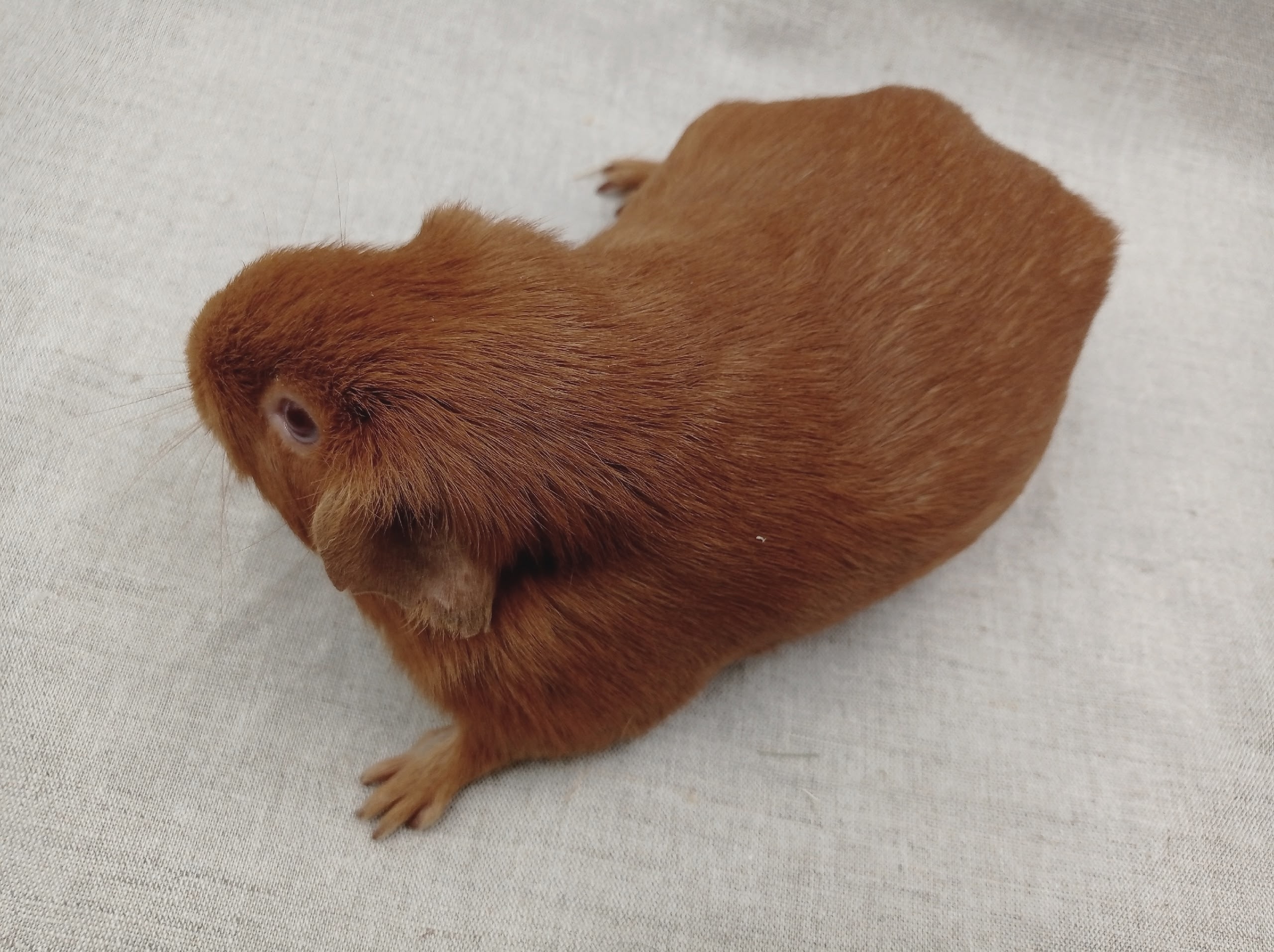 Изображение морской свинки