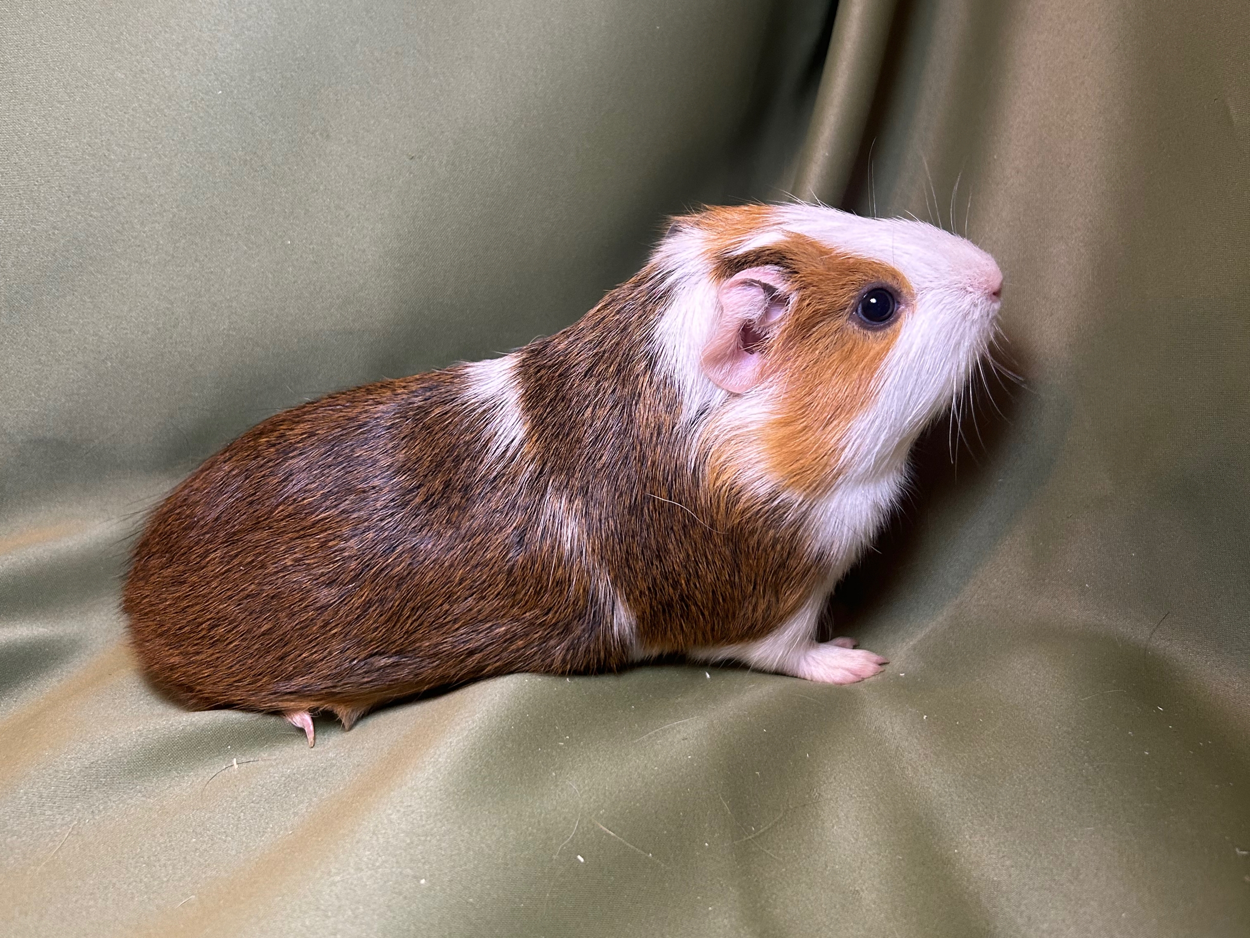 Фон для фотографии свинки по имени Жеребёнок