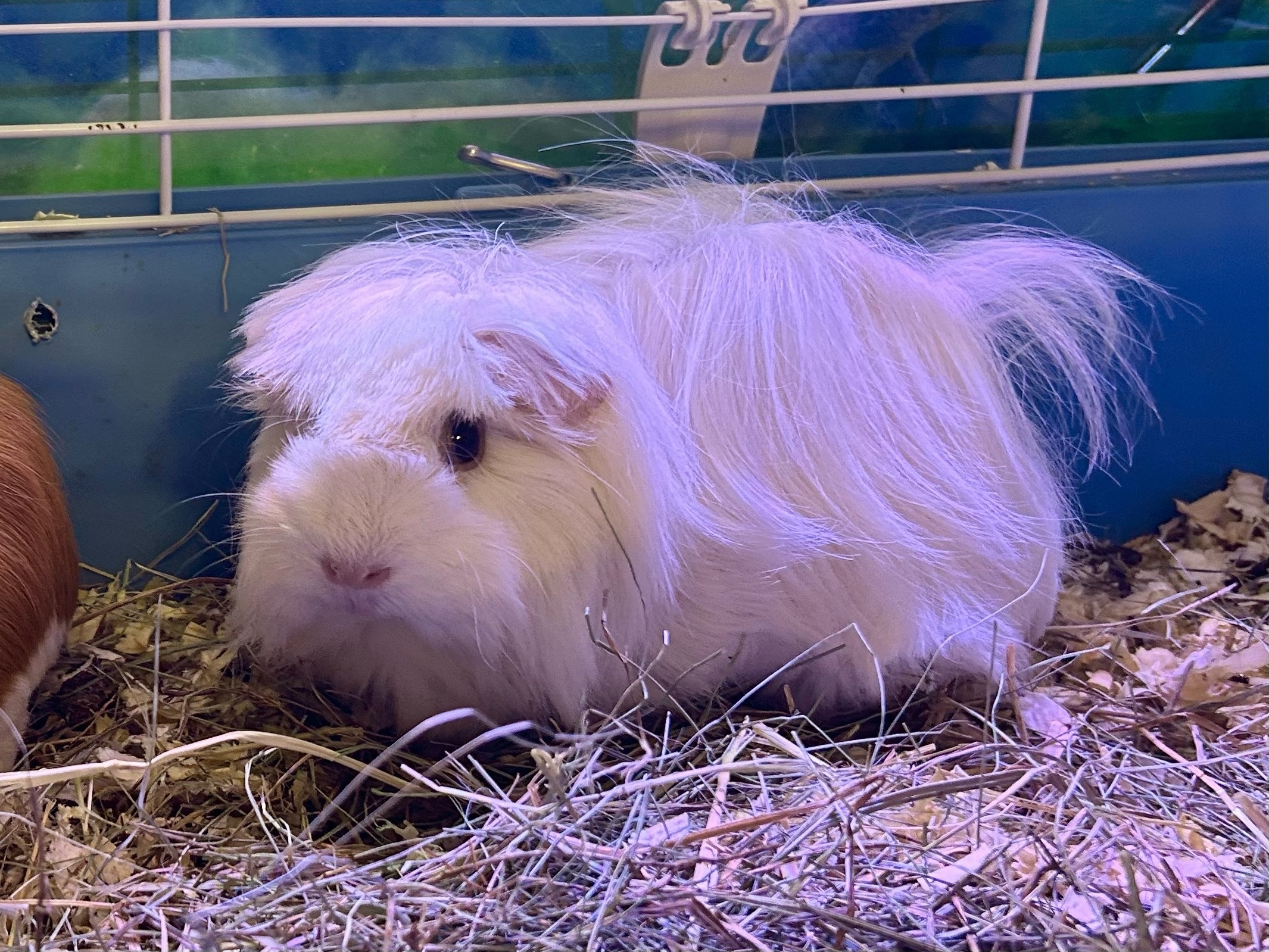 Фотография морской свинки по имени Героиня