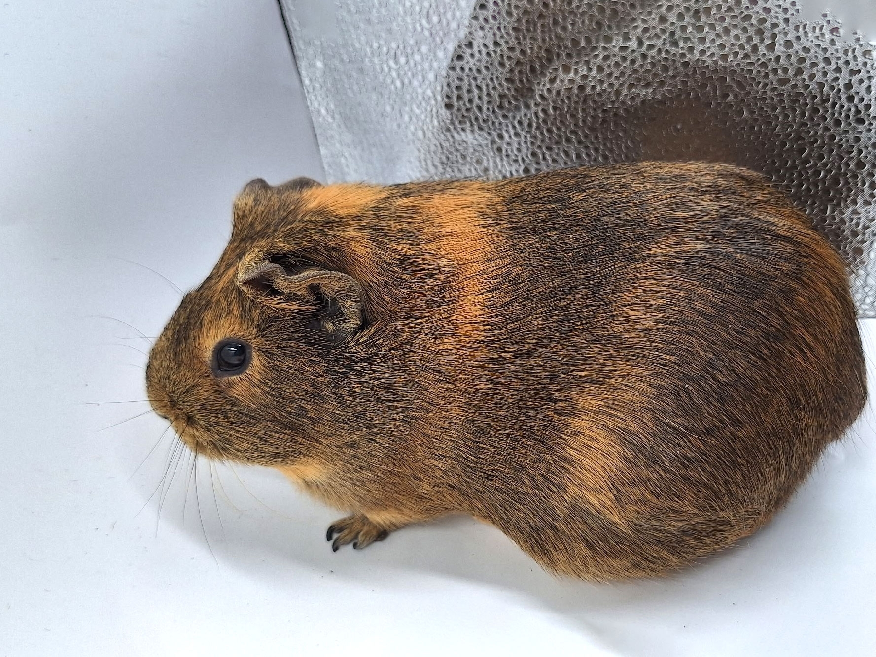 Фотография морской свинки по имени Африка