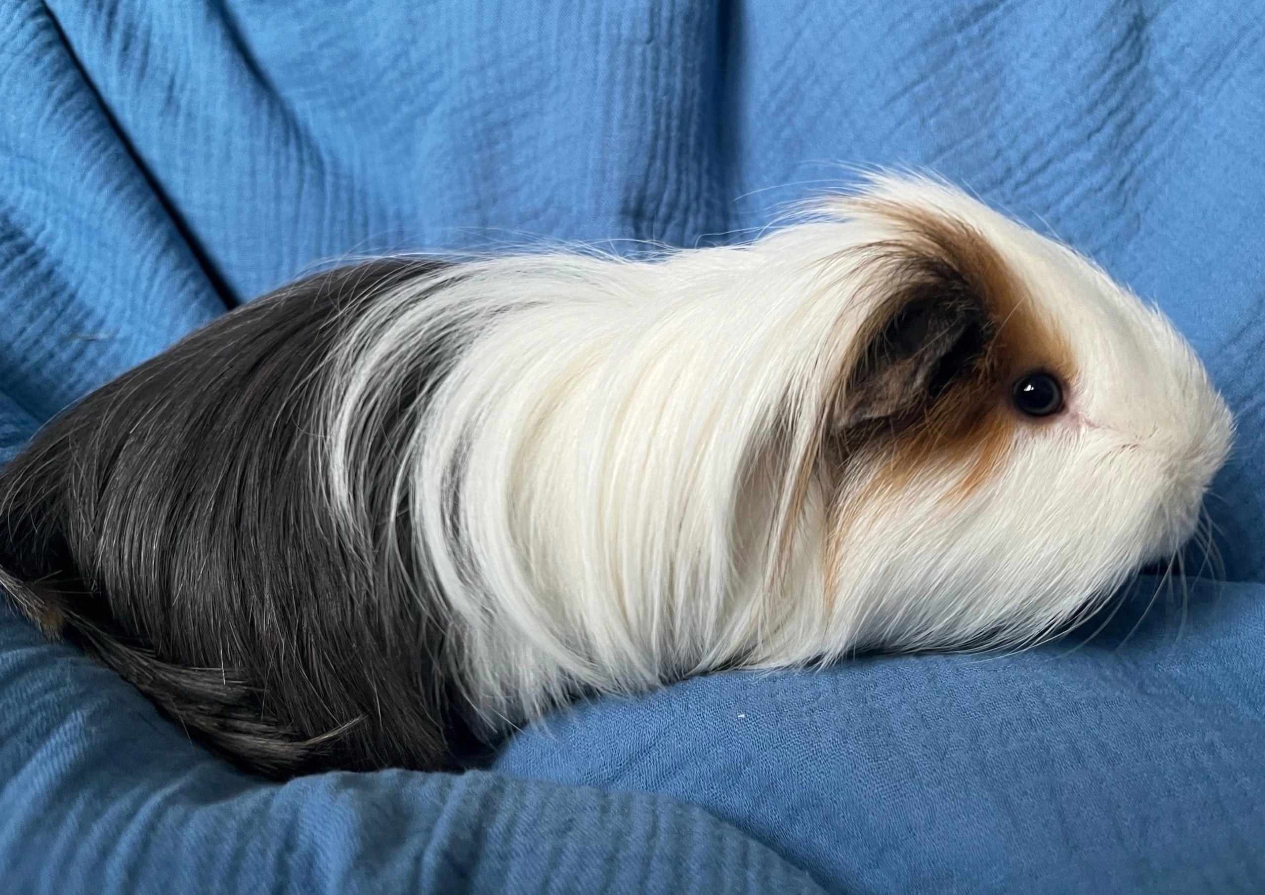 Фотография морской свинки по имени Алфи