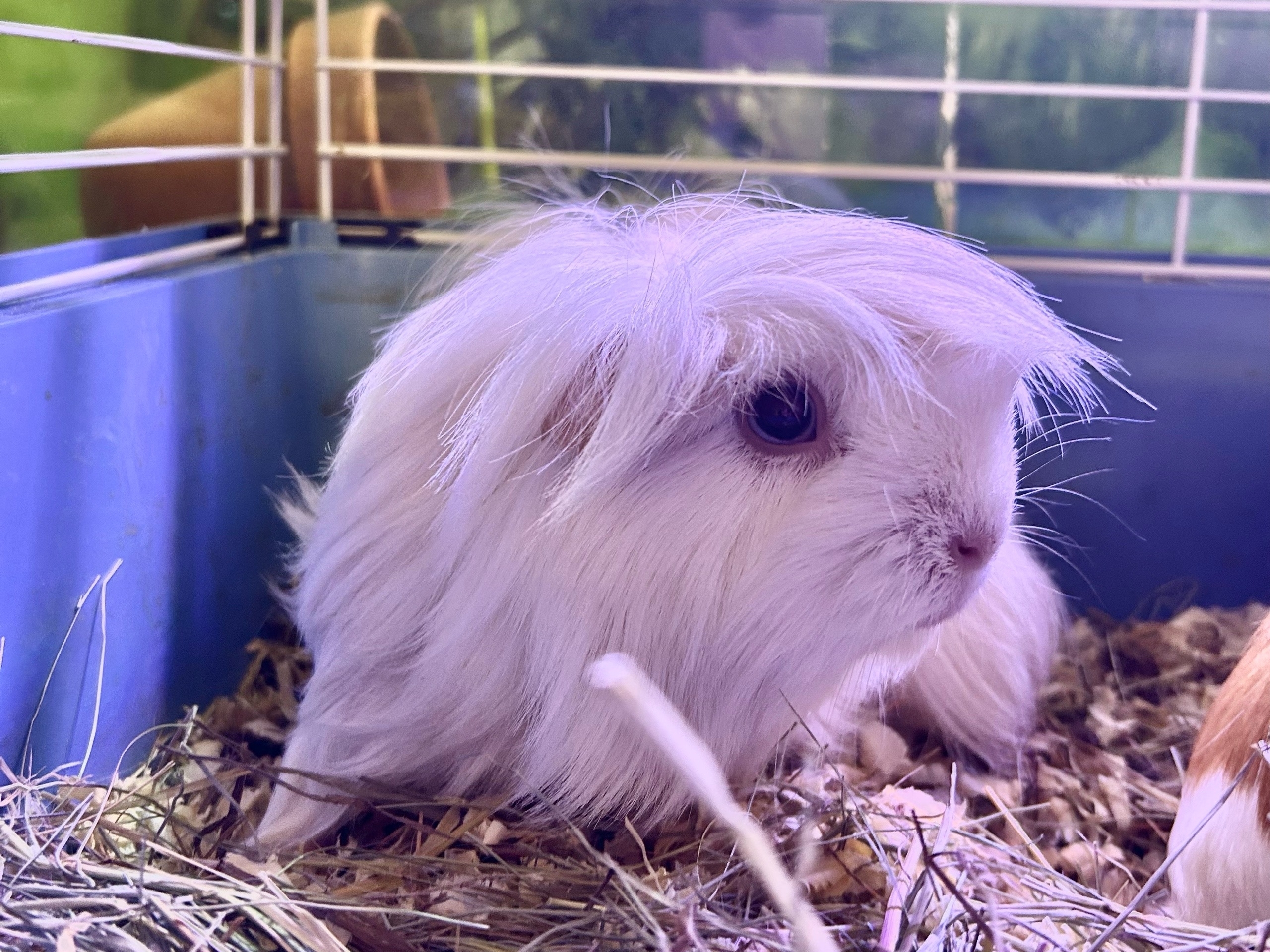 Изображение морской свинки