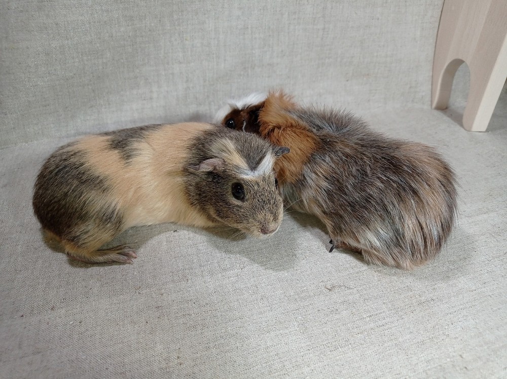 Изображение морской свинки