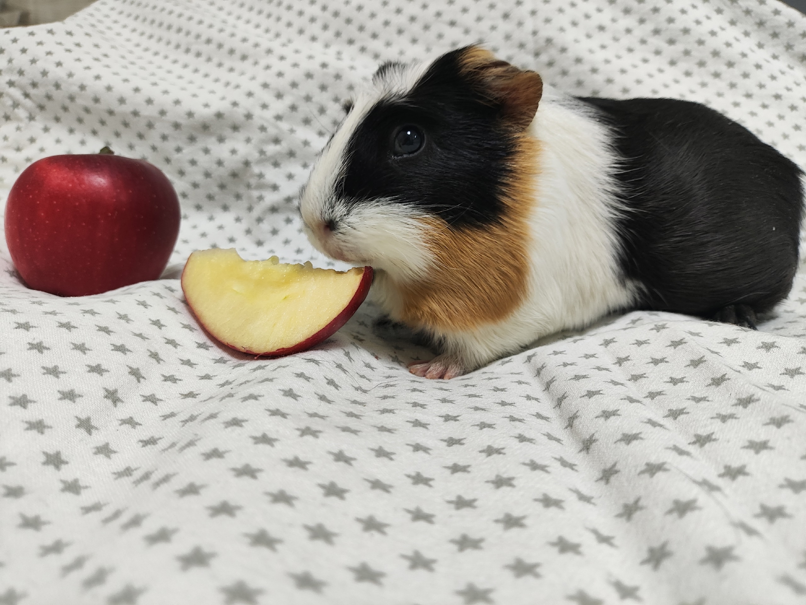 Изображение морской свинки