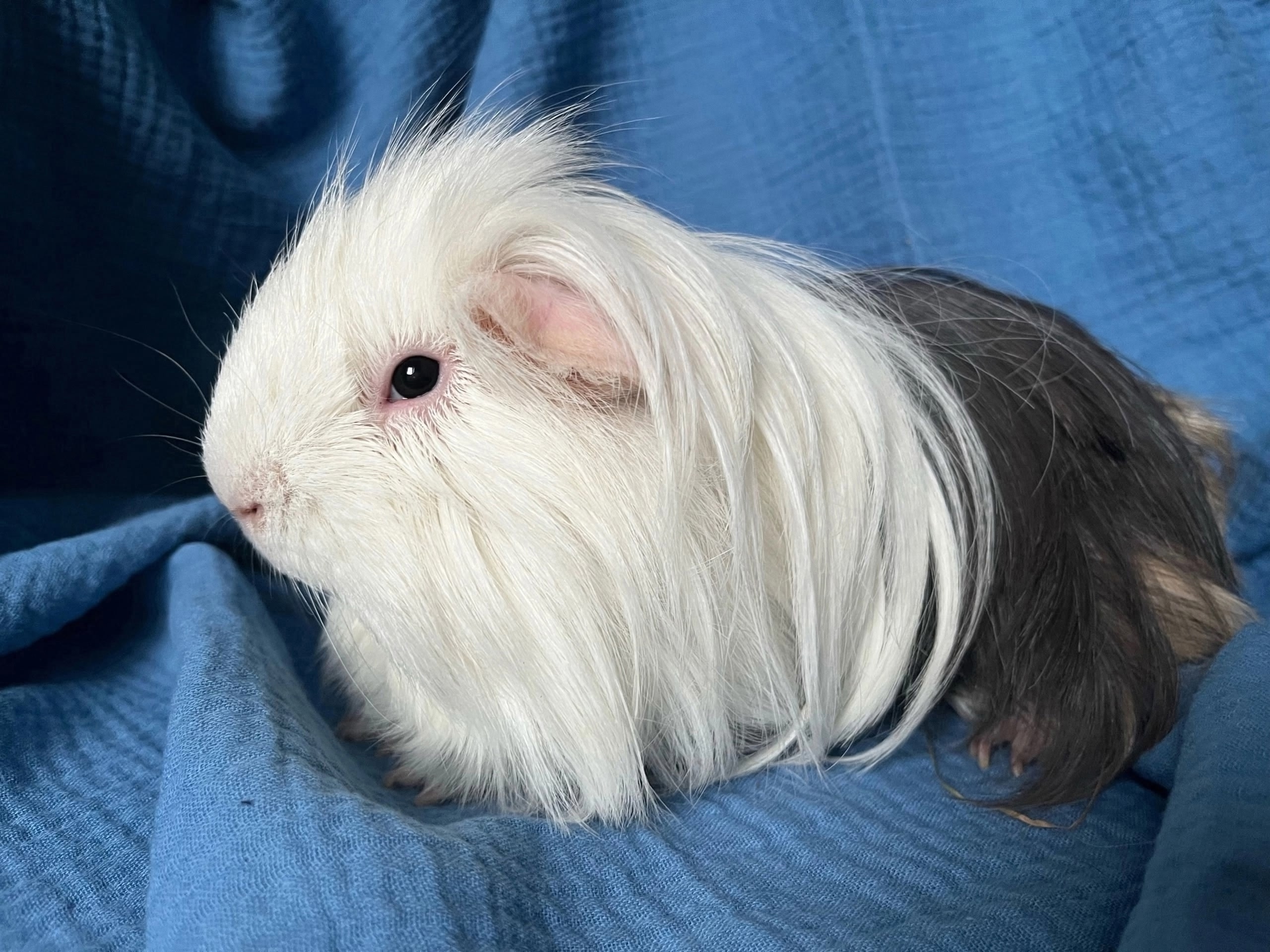 Изображение морской свинки