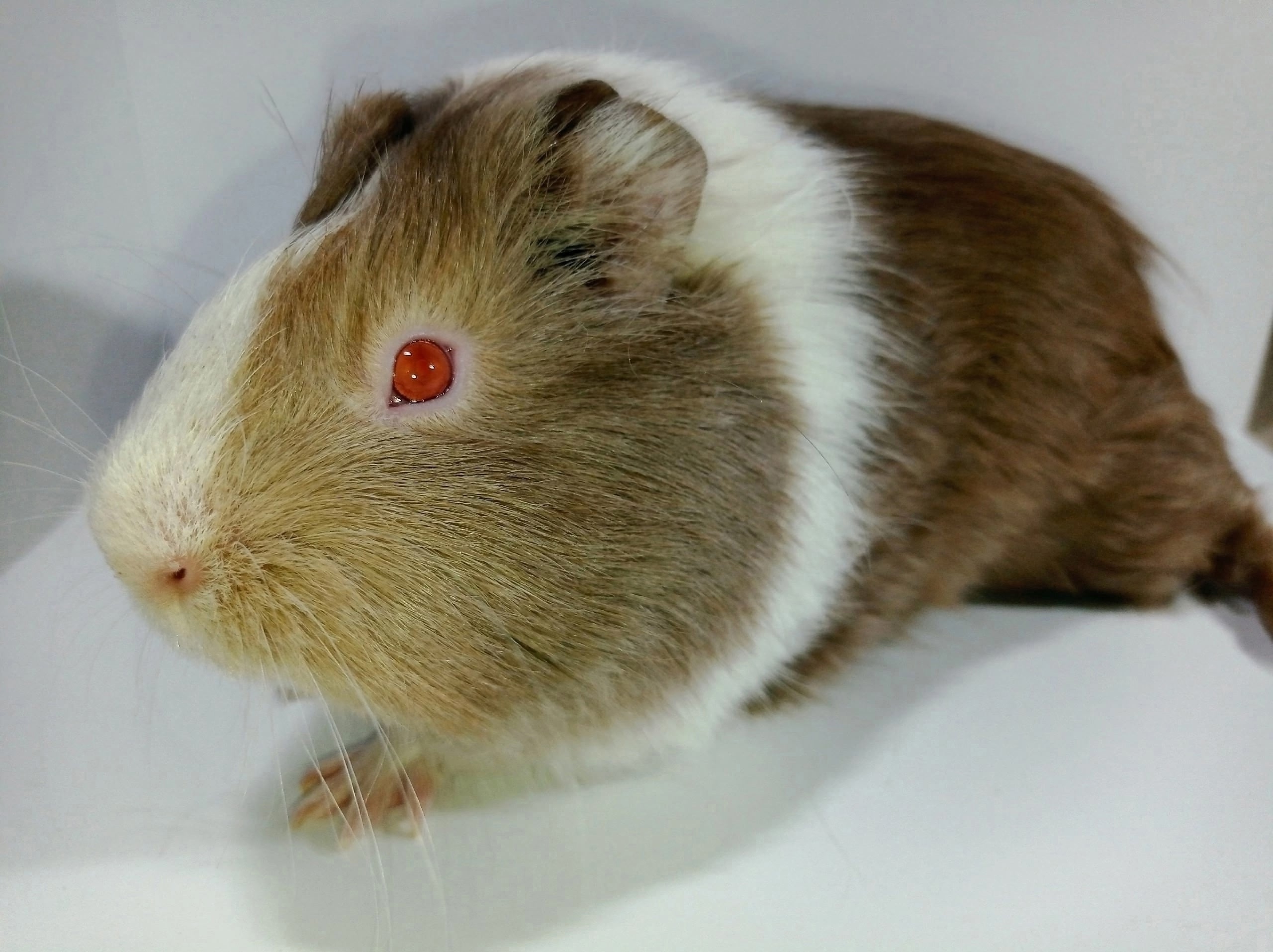 Изображение морской свинки