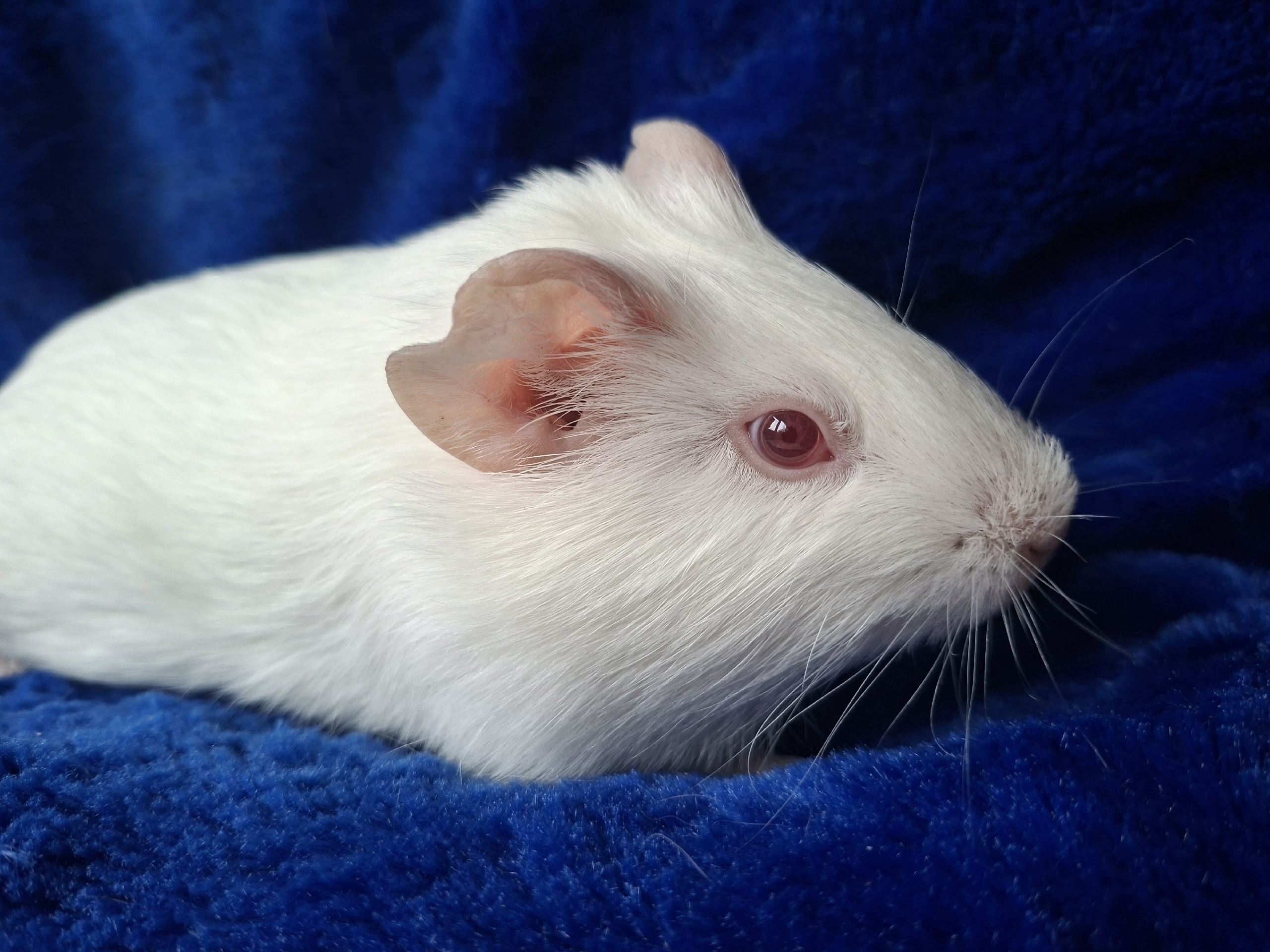 Фон для фотографии свинки по имени Цнежинка