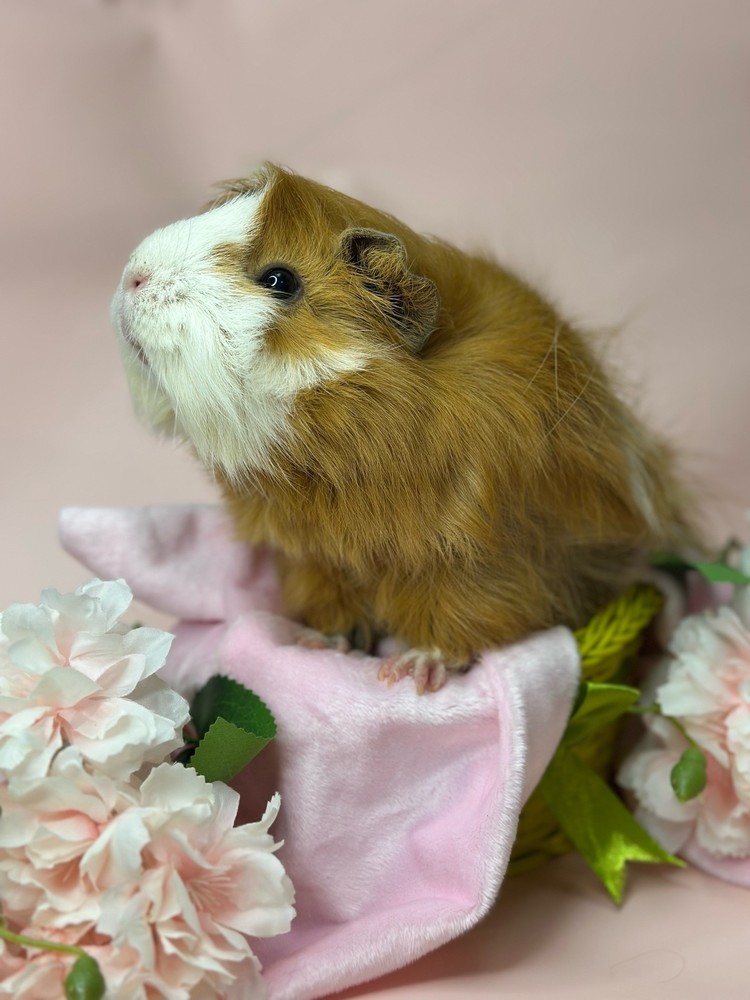 Изображение морской свинки