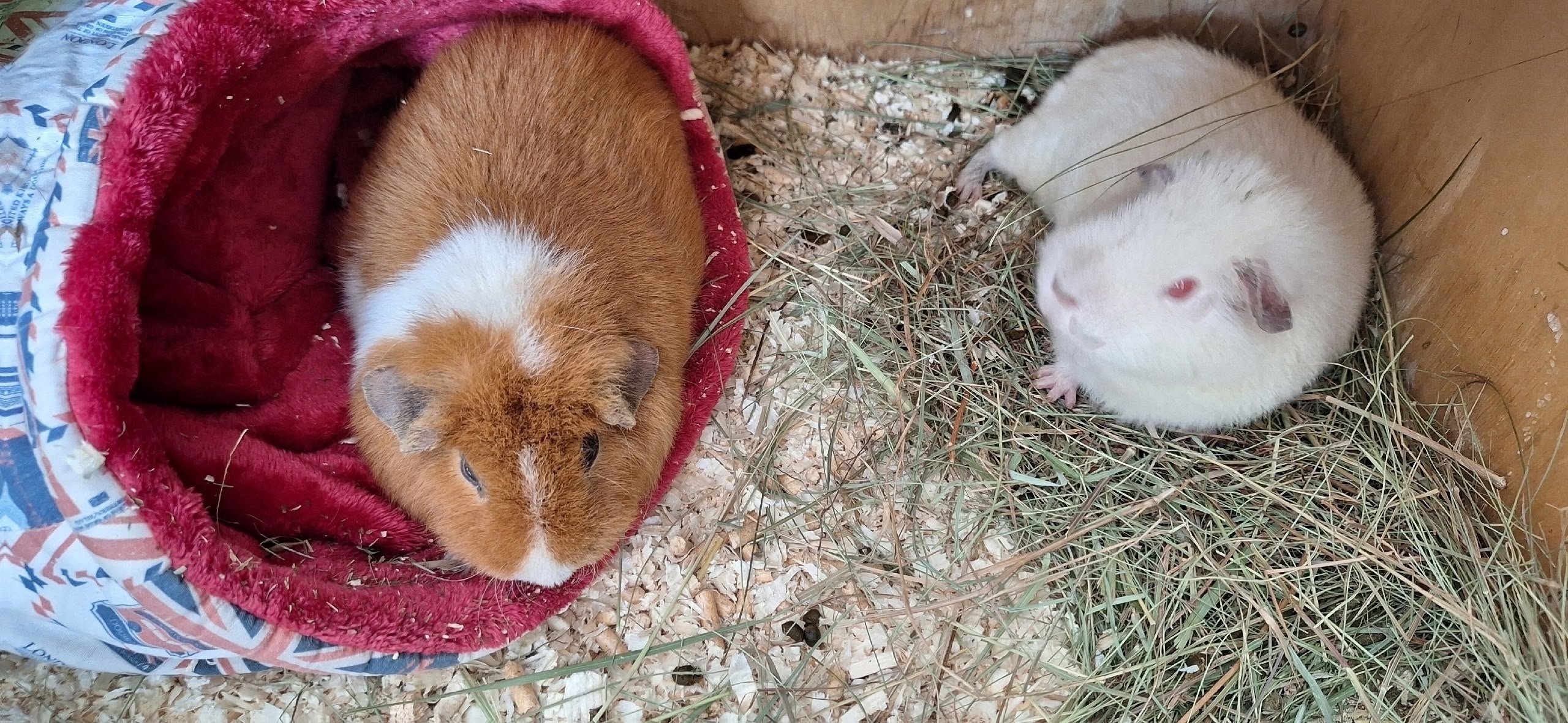 Изображение морской свинки