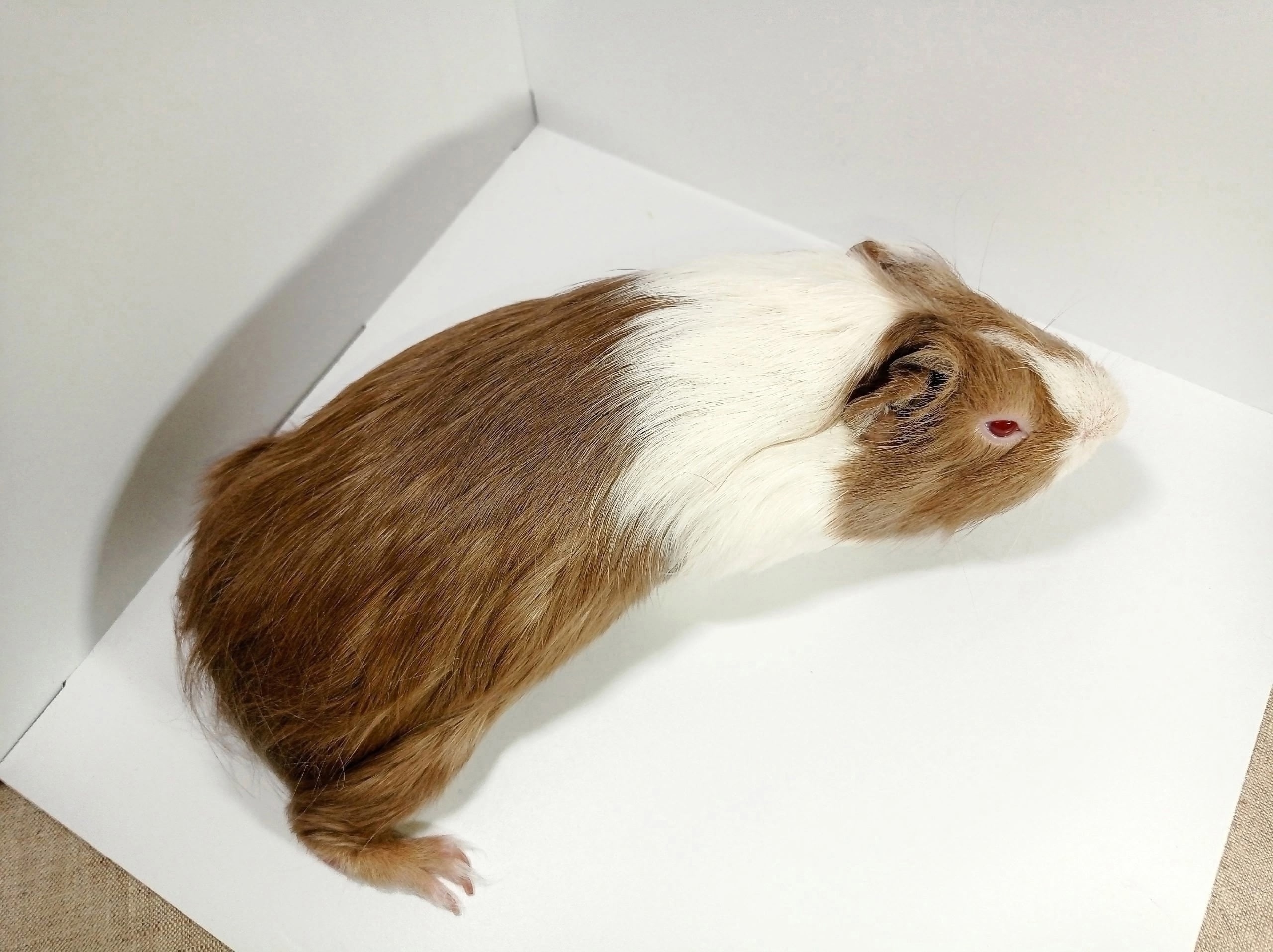 Изображение морской свинки