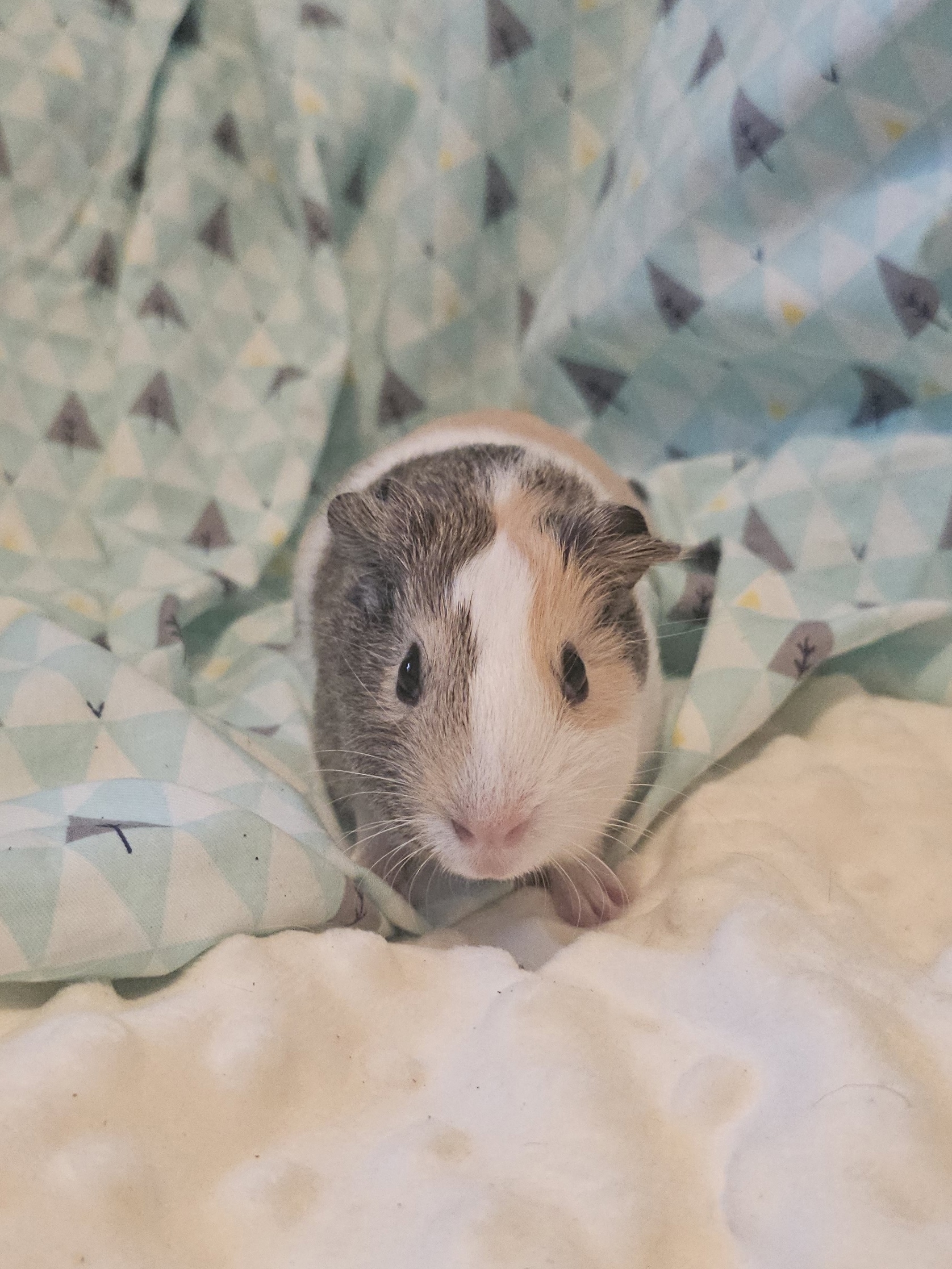 Изображение морской свинки