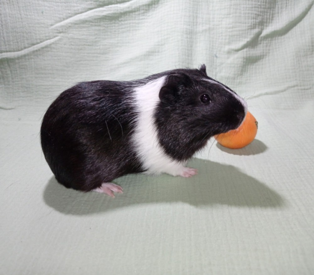 Изображение морской свинки