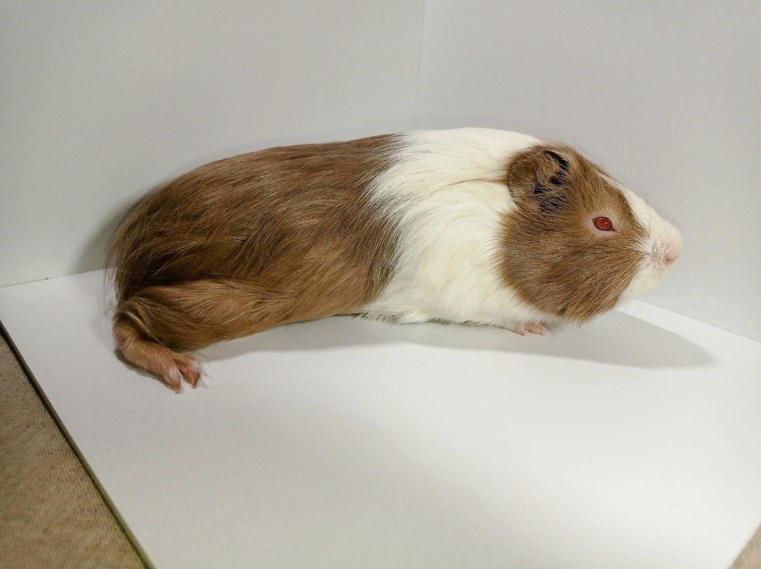 Изображение морской свинки