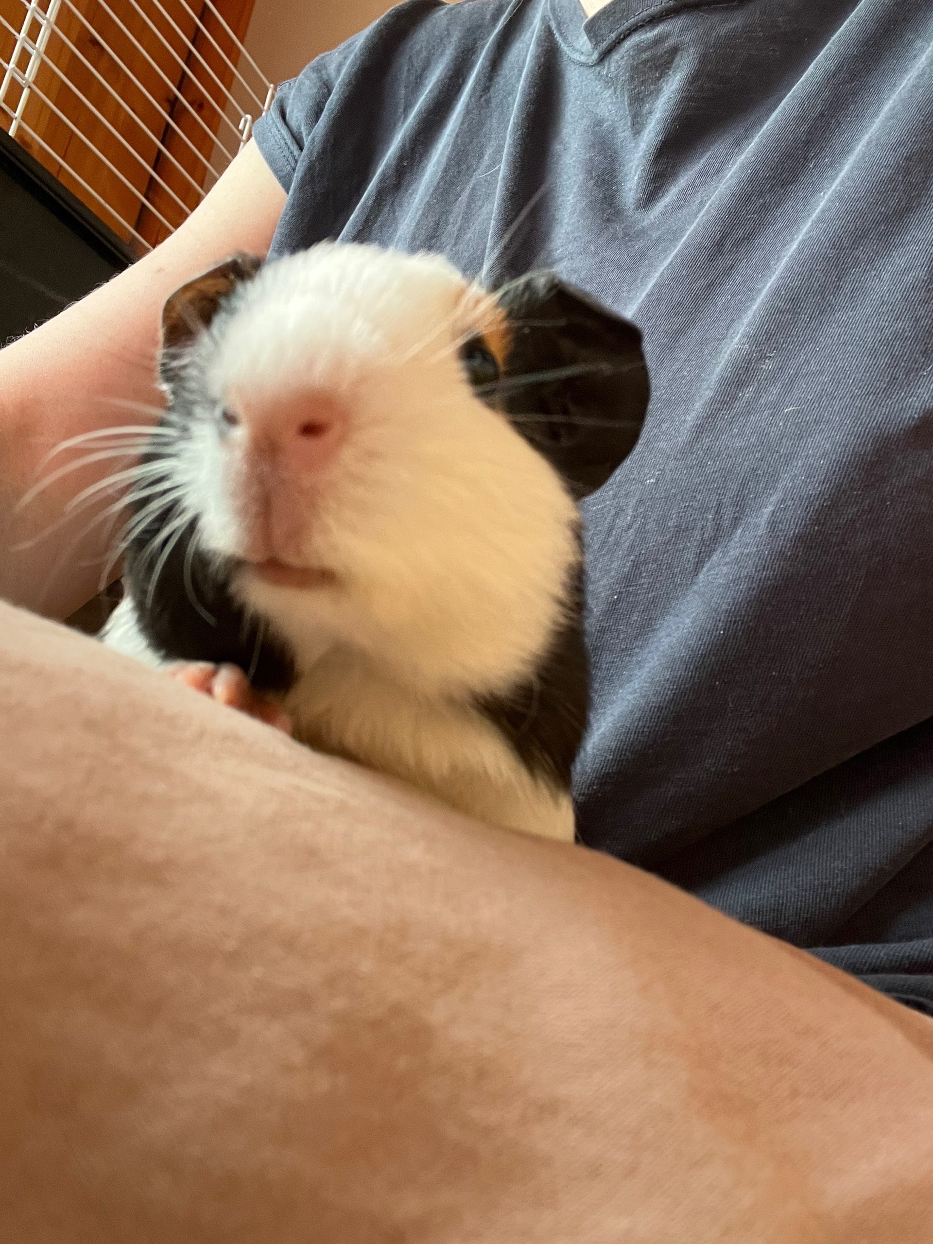 Изображение морской свинки