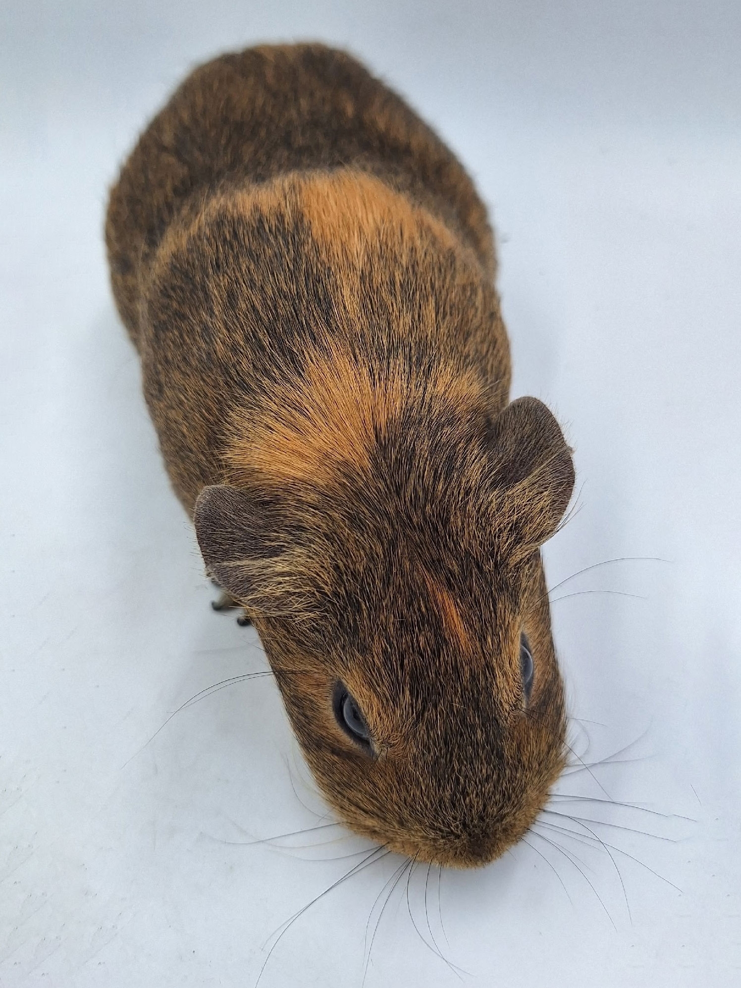 Изображение морской свинки