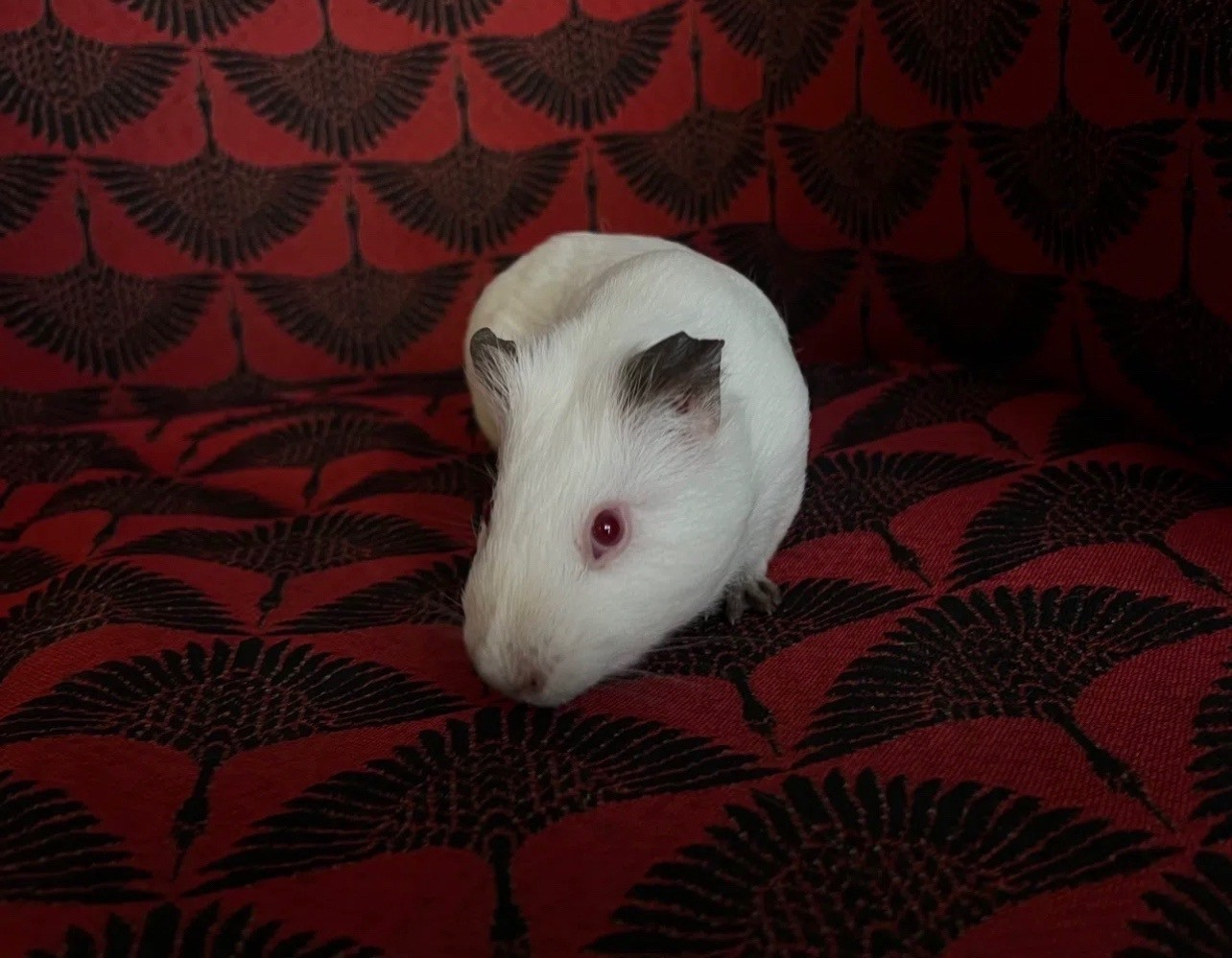 Изображение морской свинки