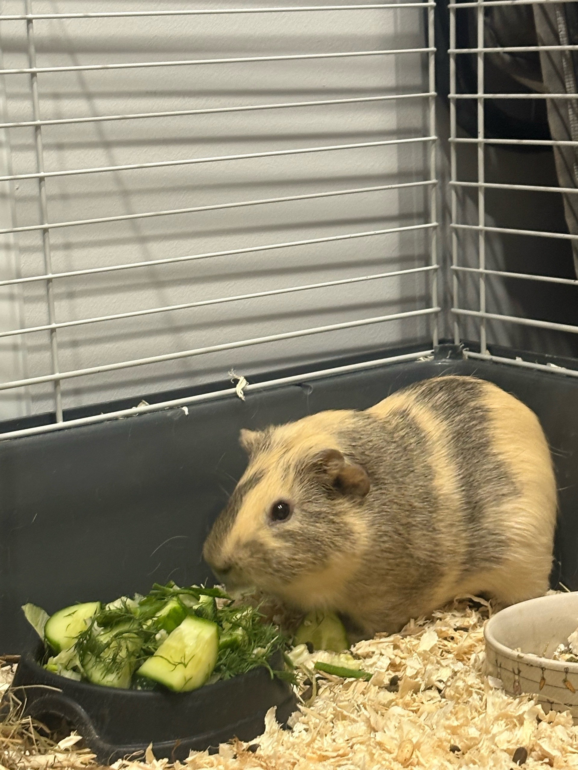 Изображение морской свинки