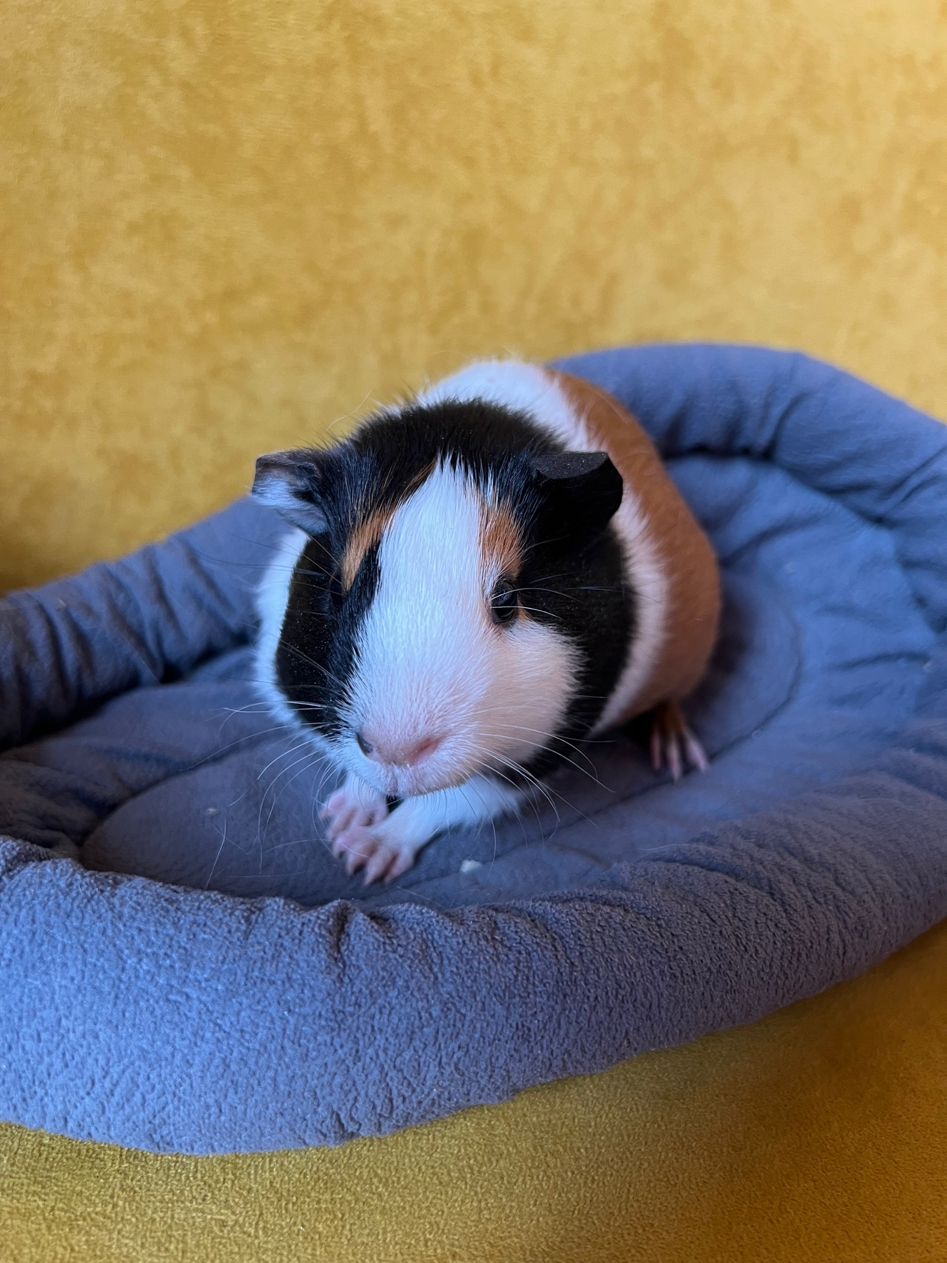 Изображение морской свинки