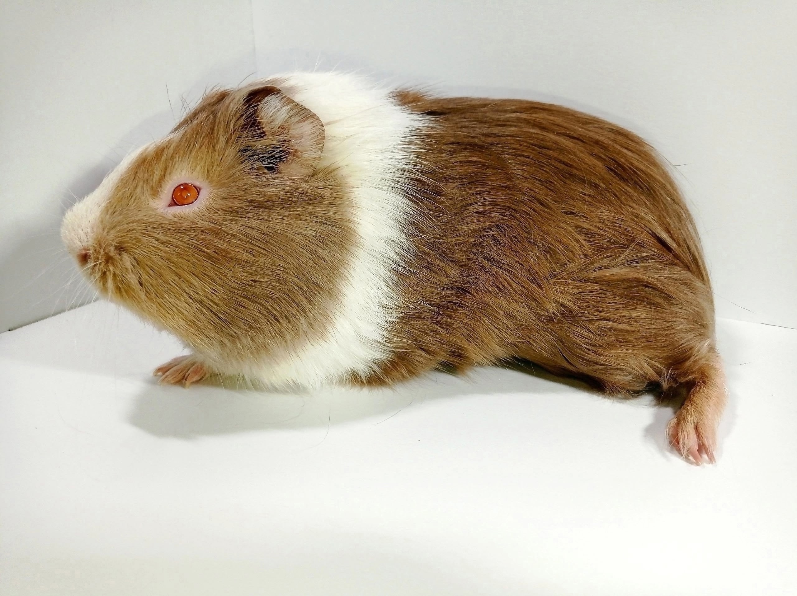 Изображение морской свинки