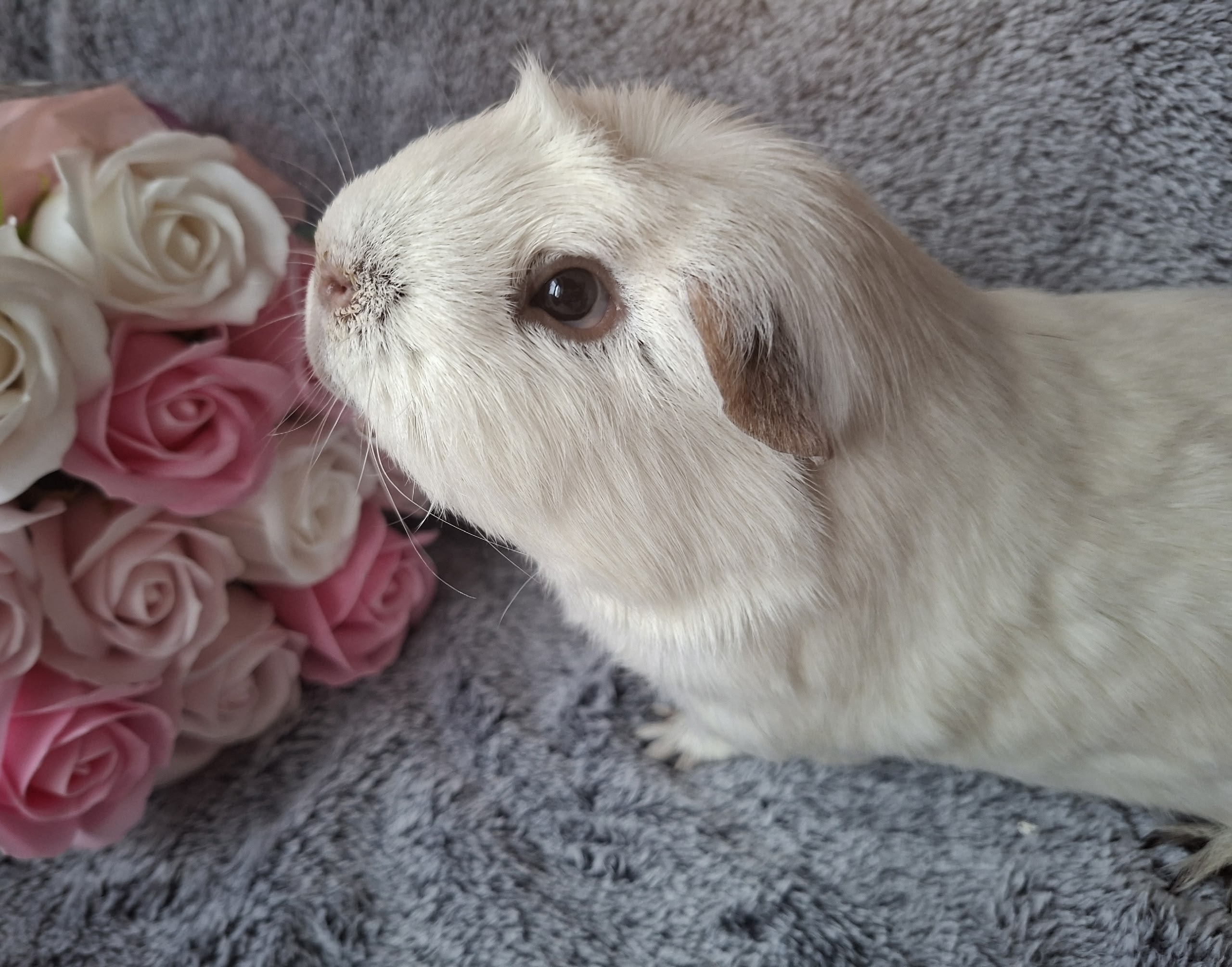 Изображение морской свинки