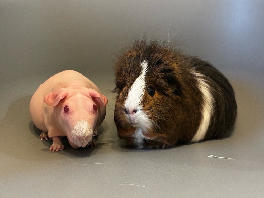 Изображение морской свинки