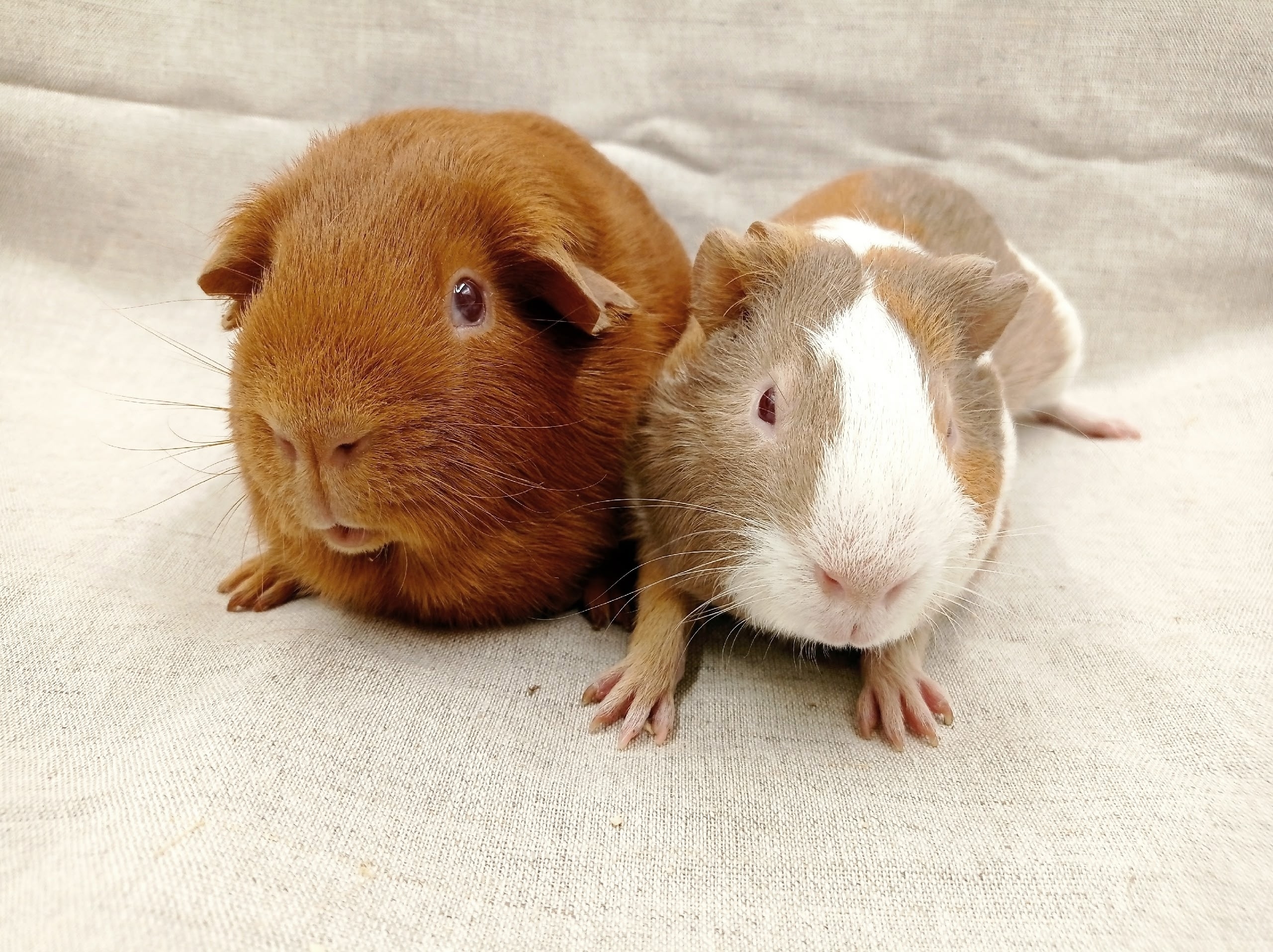 Изображение морской свинки