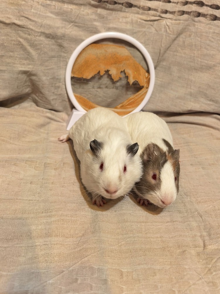 Изображение морской свинки