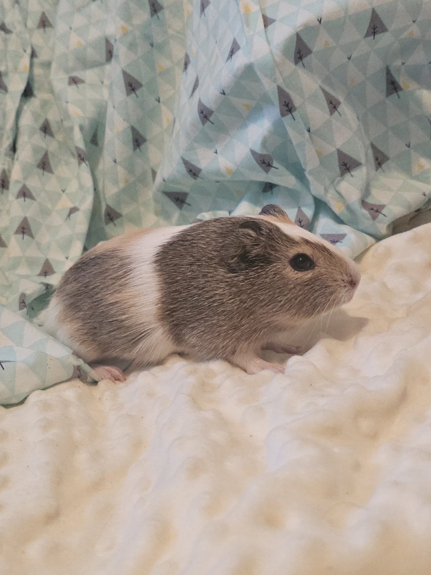 Изображение морской свинки