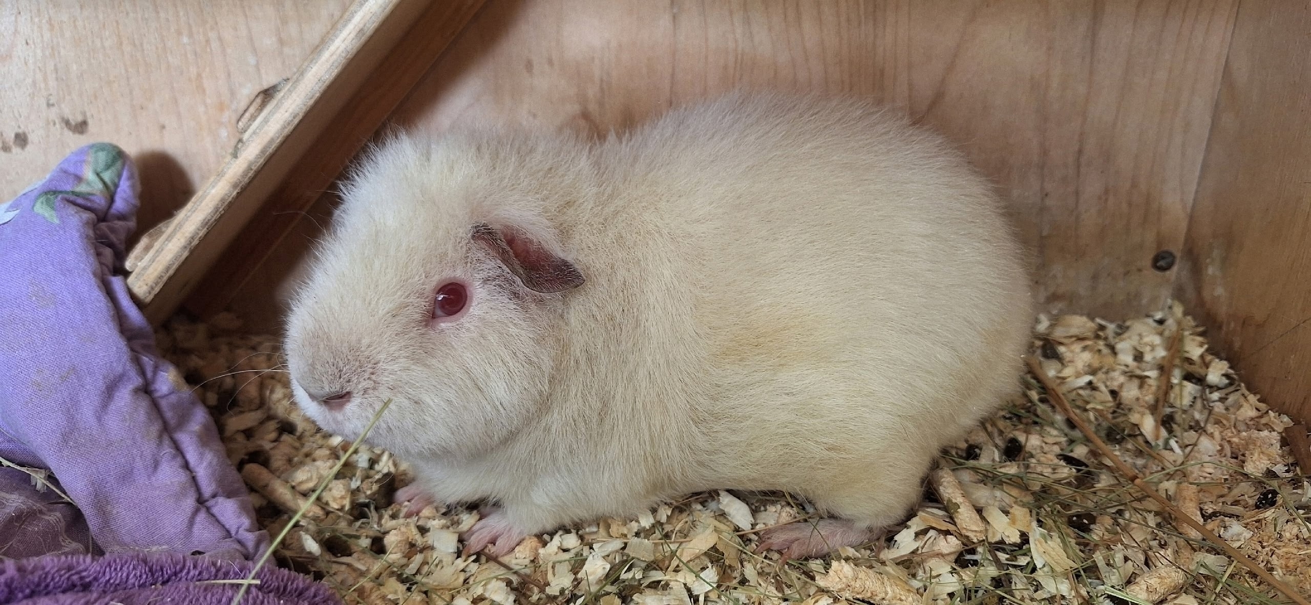 Фотография морской свинки по имени Печеня