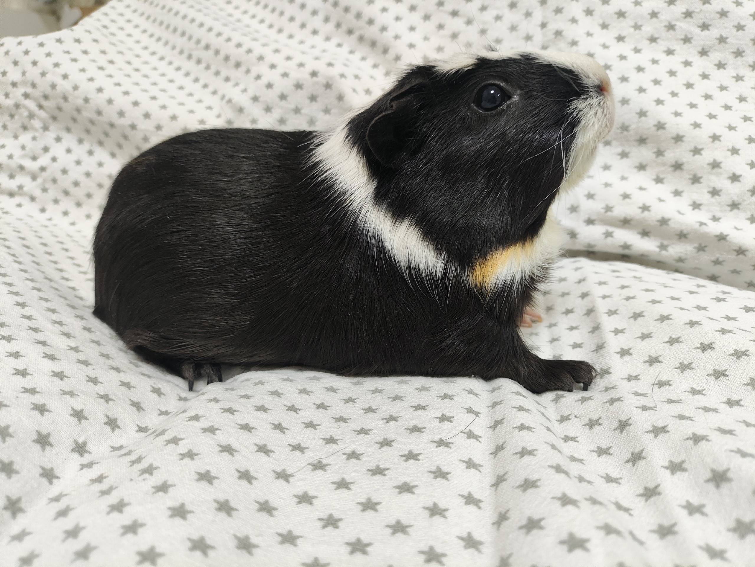 Изображение морской свинки