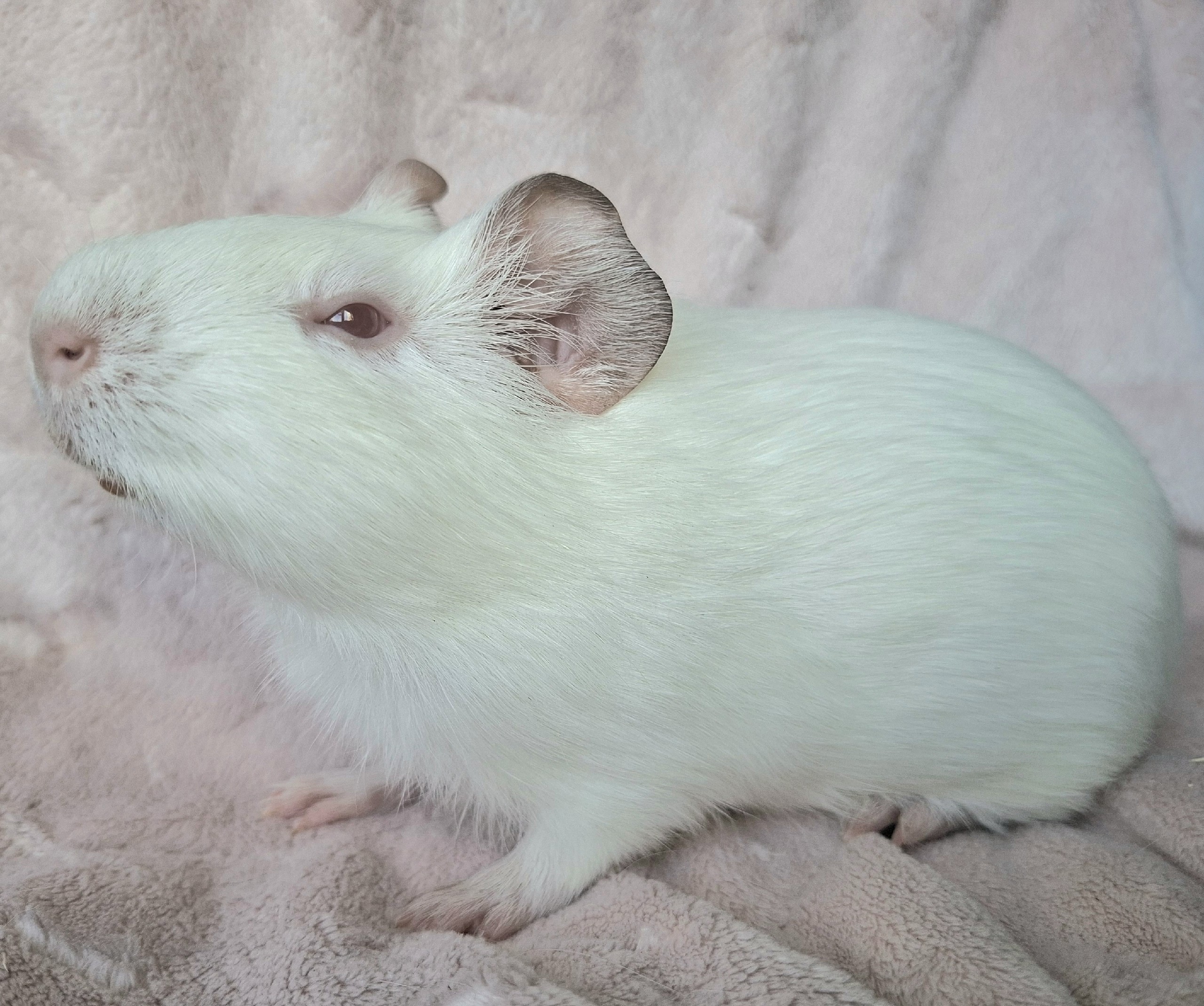 Изображение морской свинки