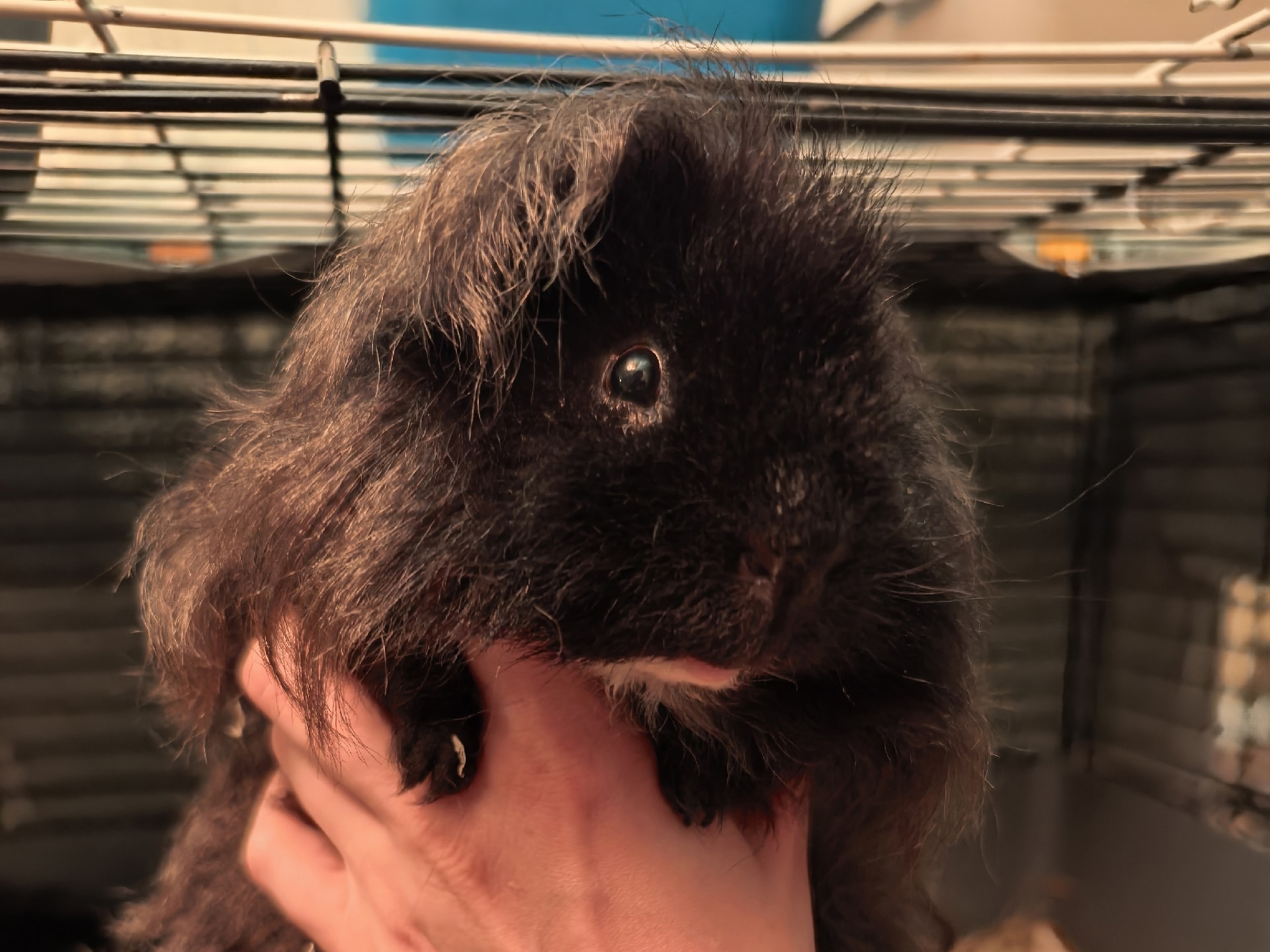 Фотография морской свинки по имени Тристан