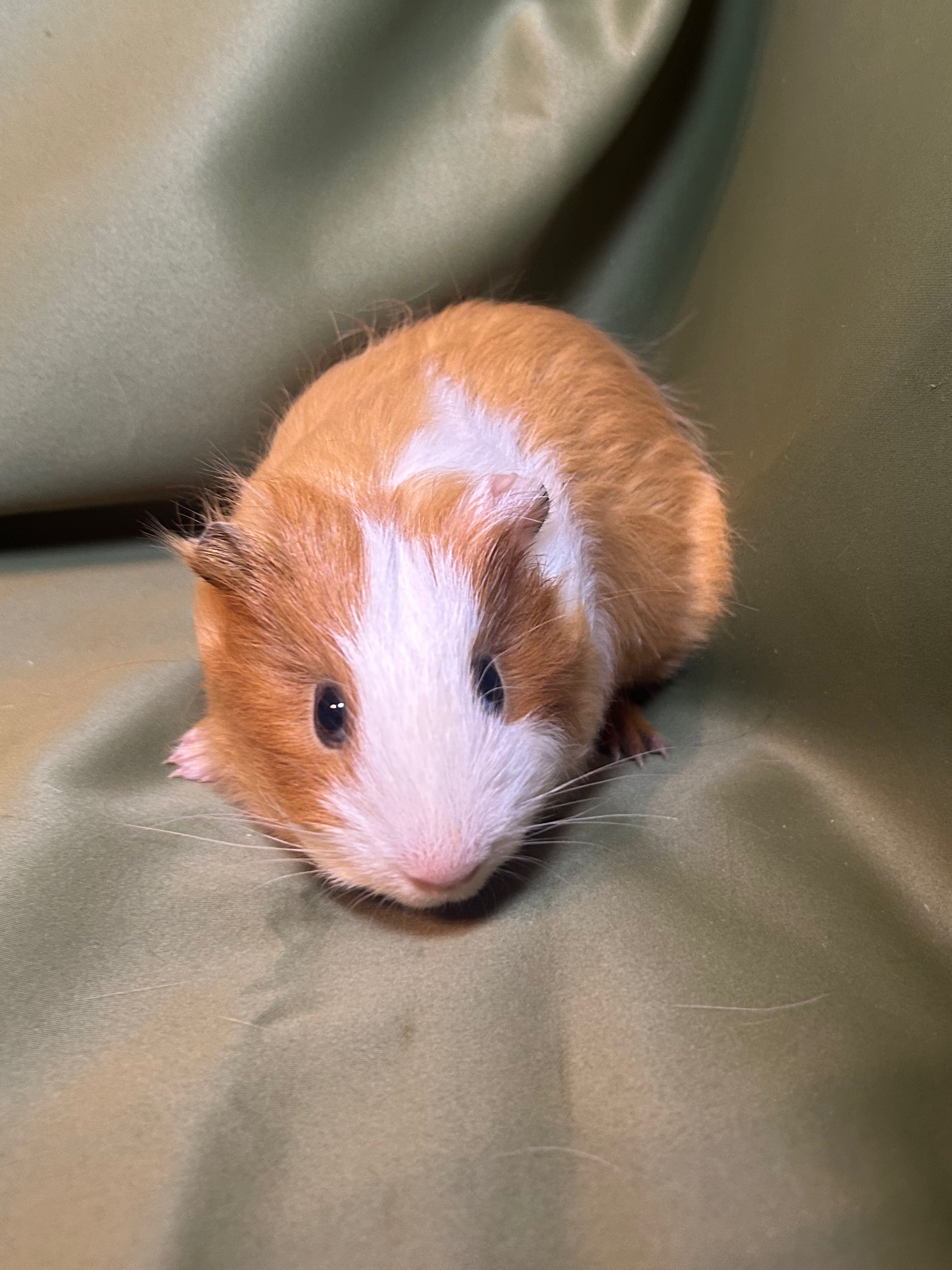 Изображение морской свинки