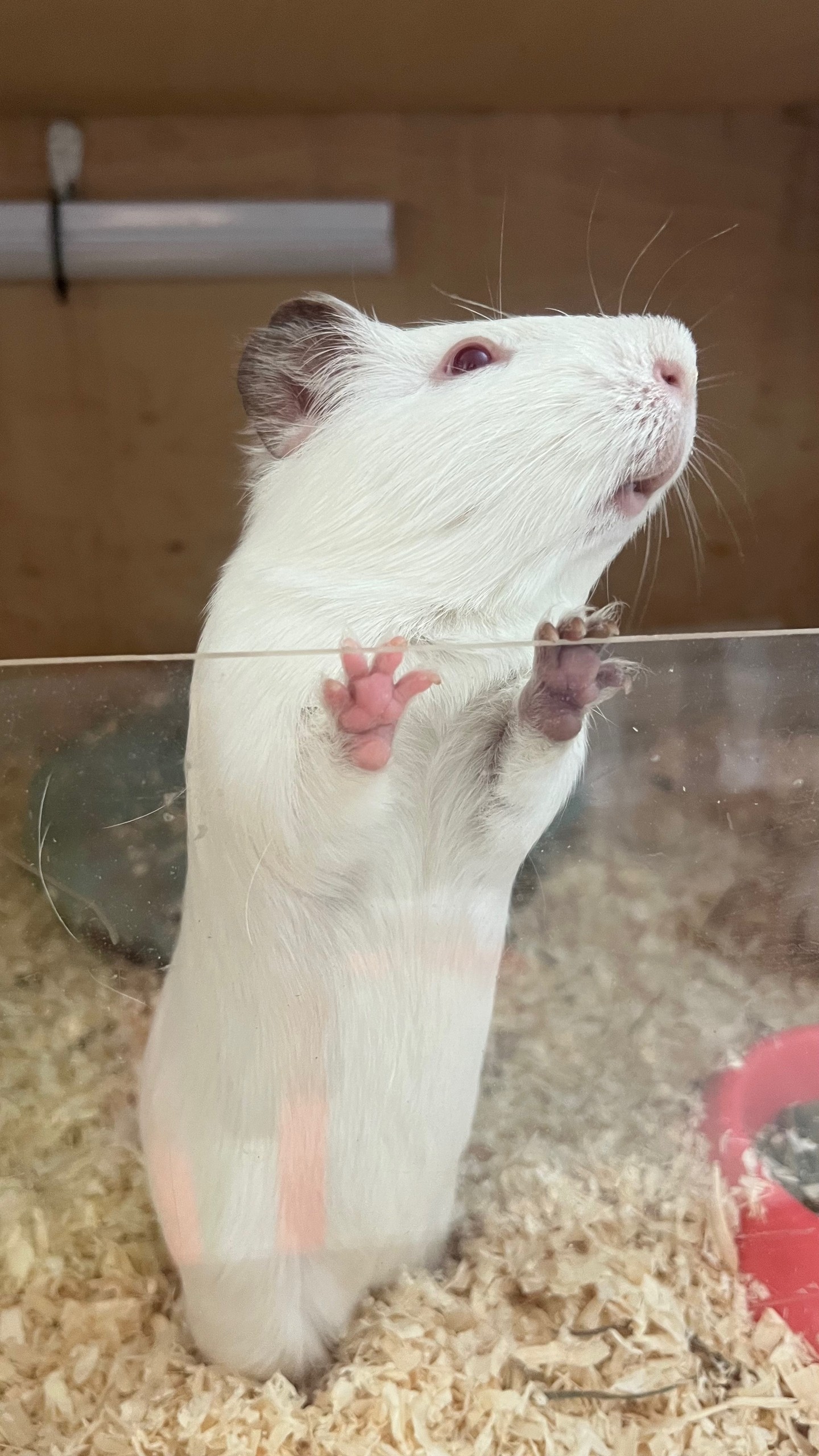 Изображение морской свинки