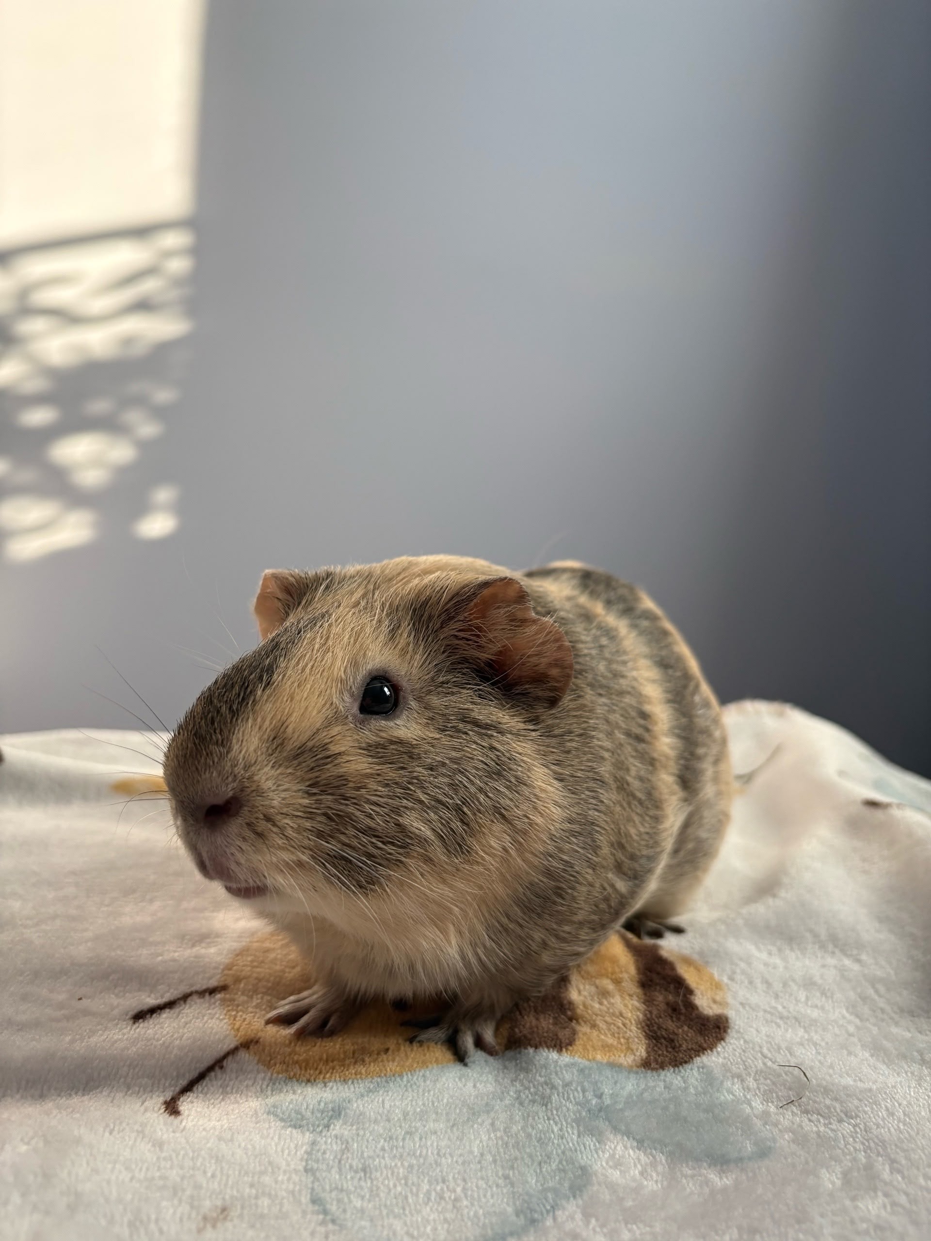 Изображение морской свинки