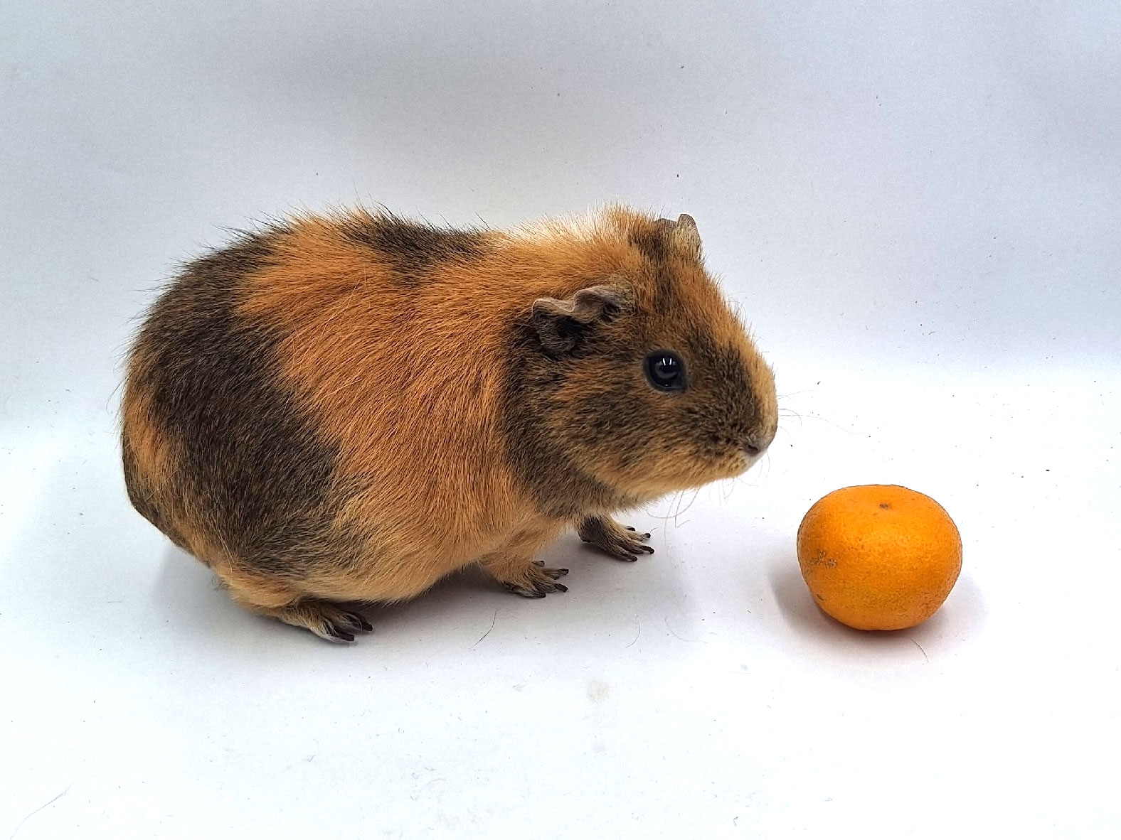 Фотография морской свинки по имени Айова