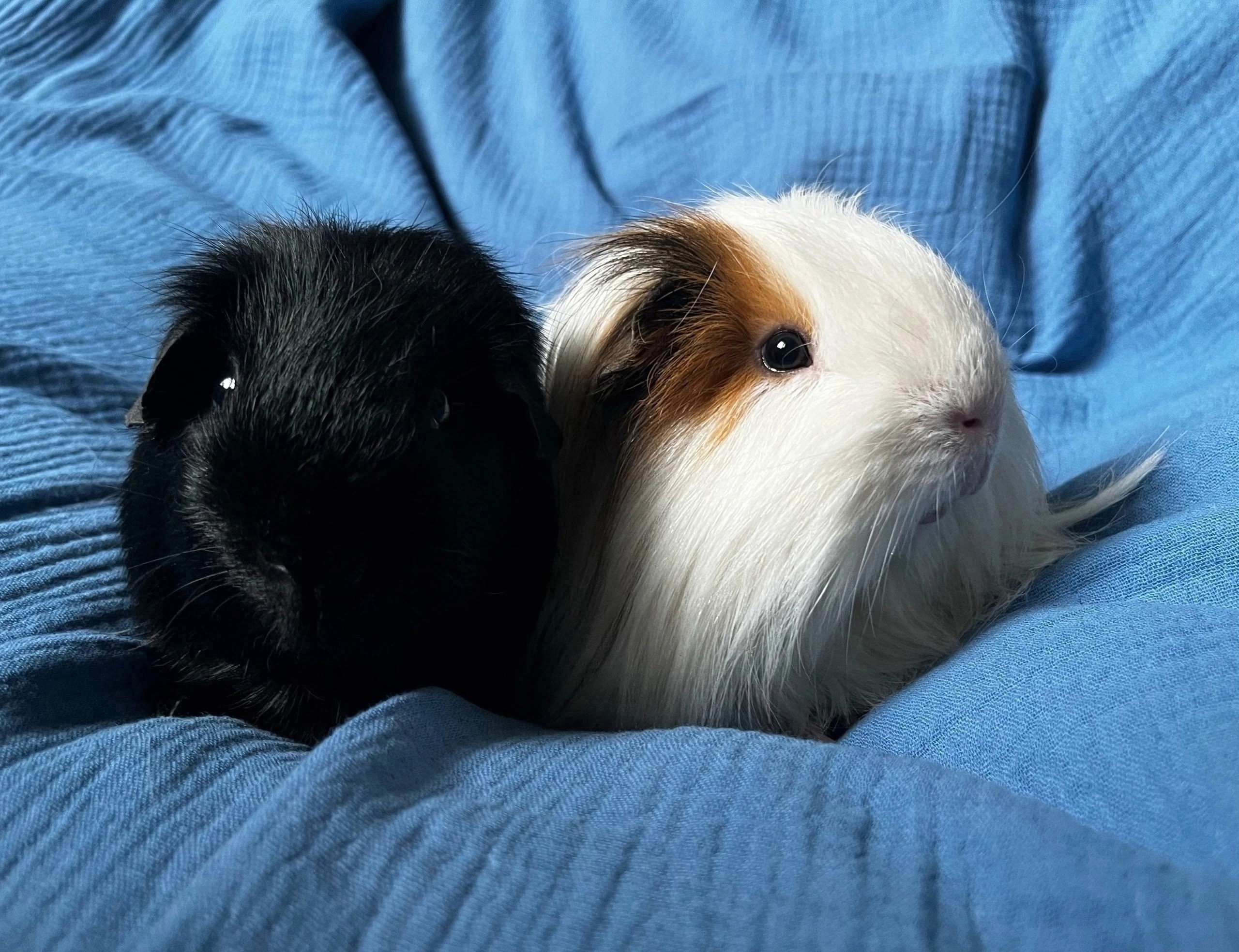 Изображение морской свинки