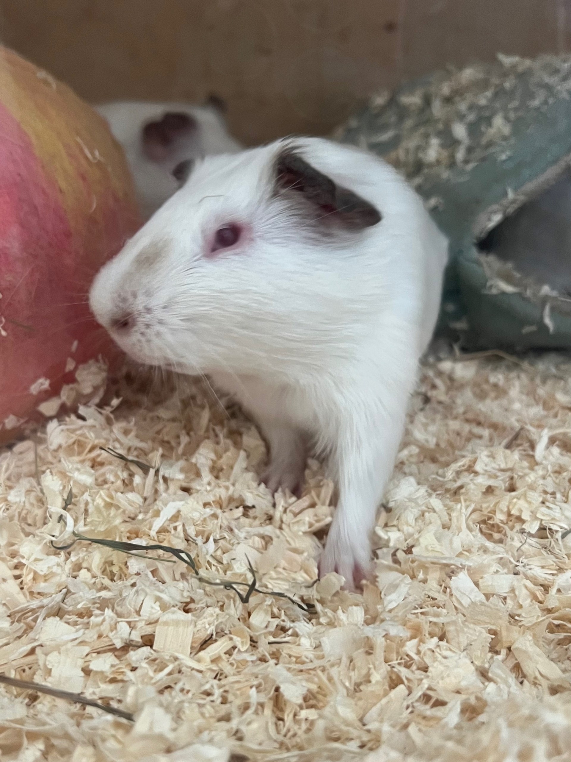 Изображение морской свинки