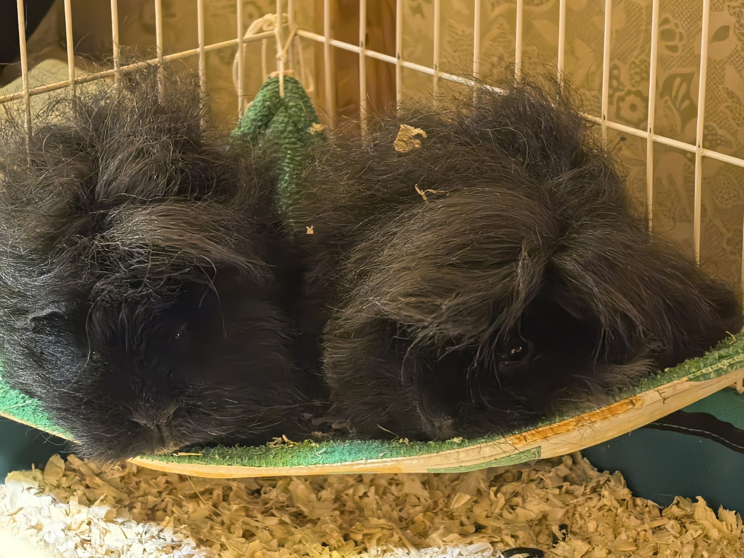 Изображение морской свинки