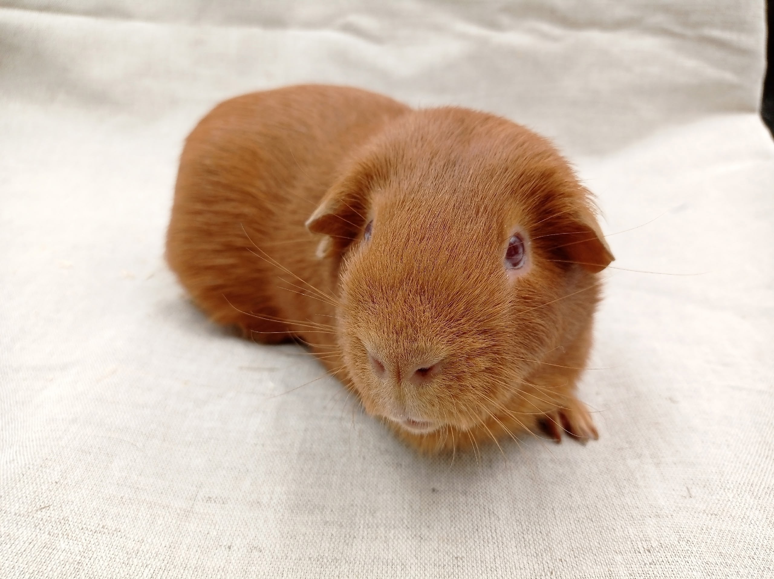 Фотография морской свинки по имени Ëлкин