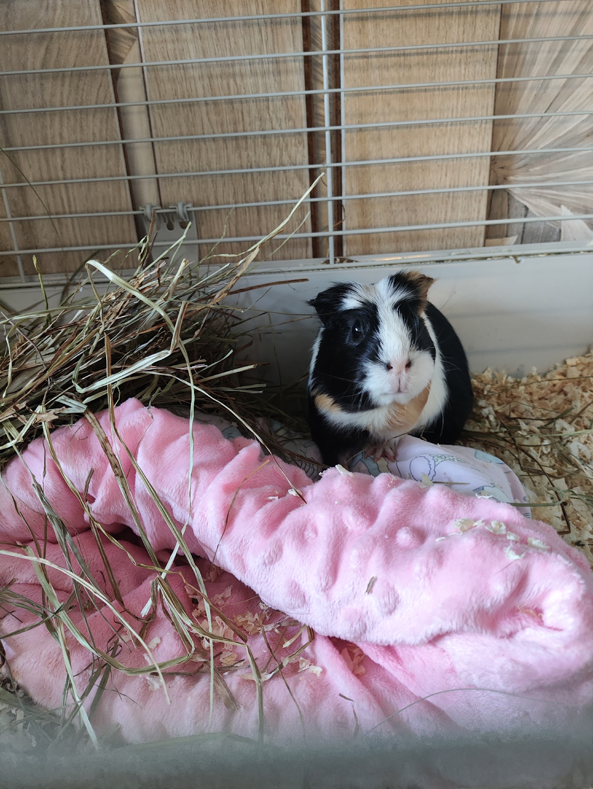 Изображение морской свинки