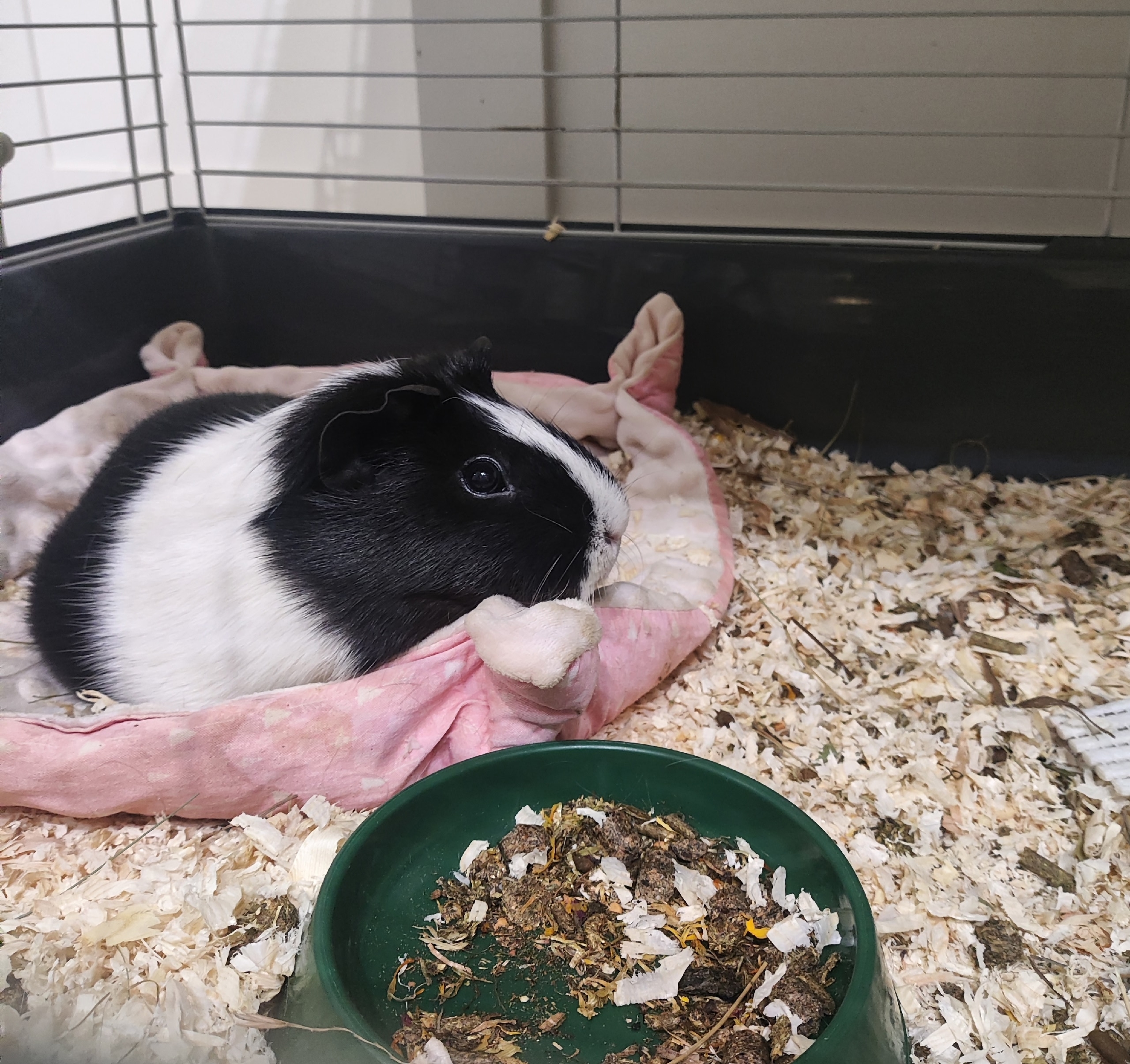 Изображение морской свинки