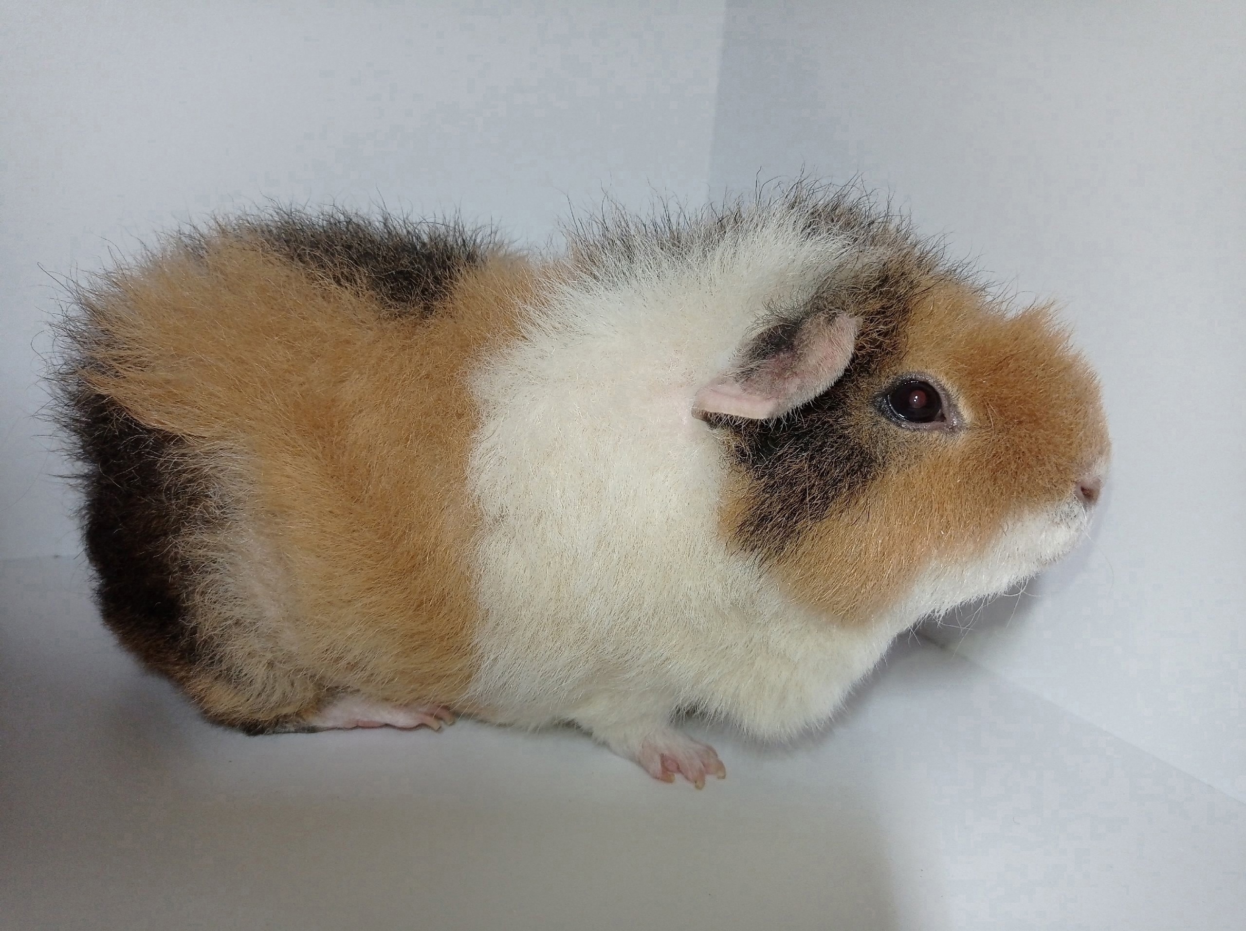 Фотография морской свинки по имени Ëрган