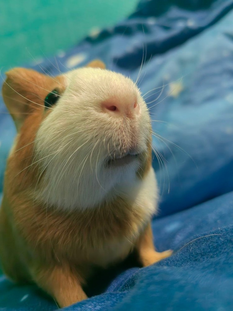 Изображение морской свинки