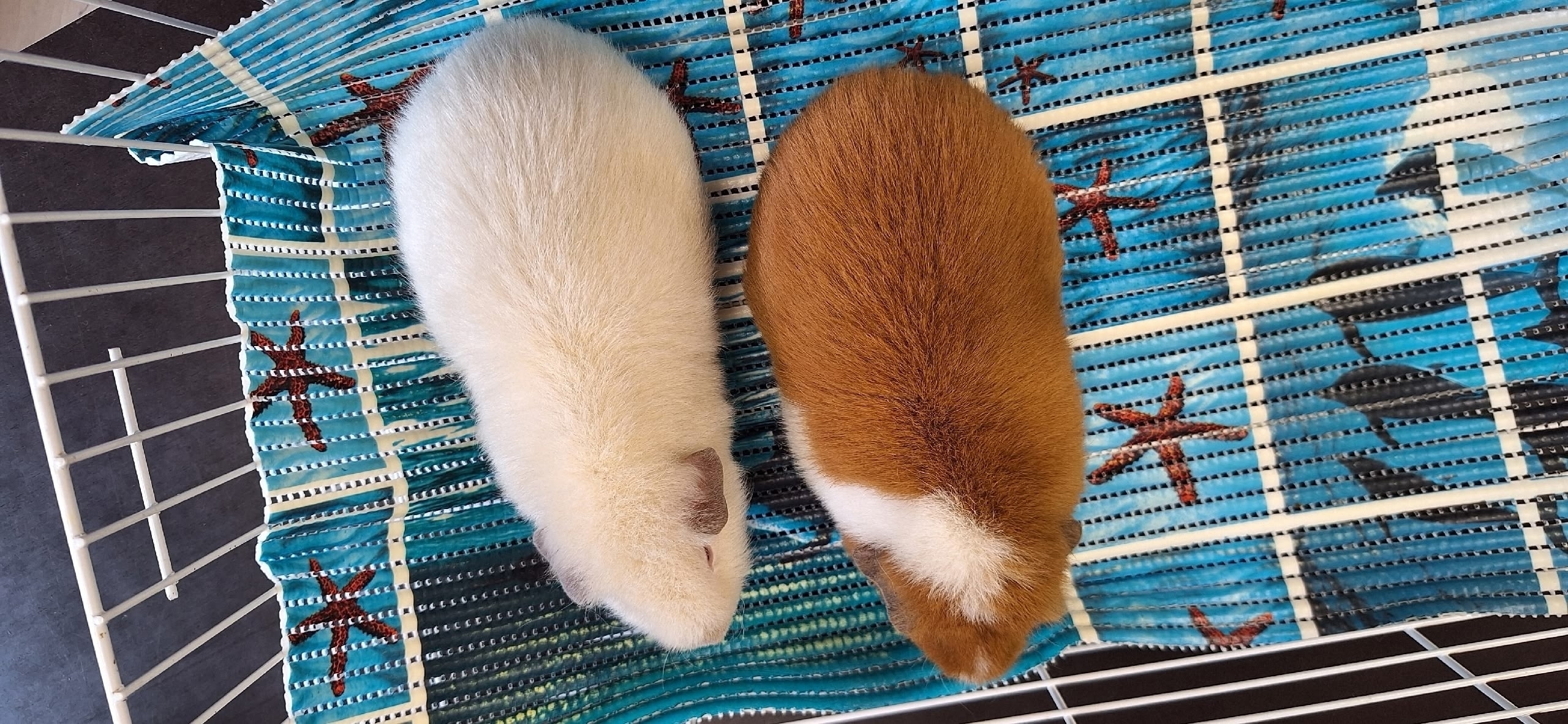 Изображение морской свинки