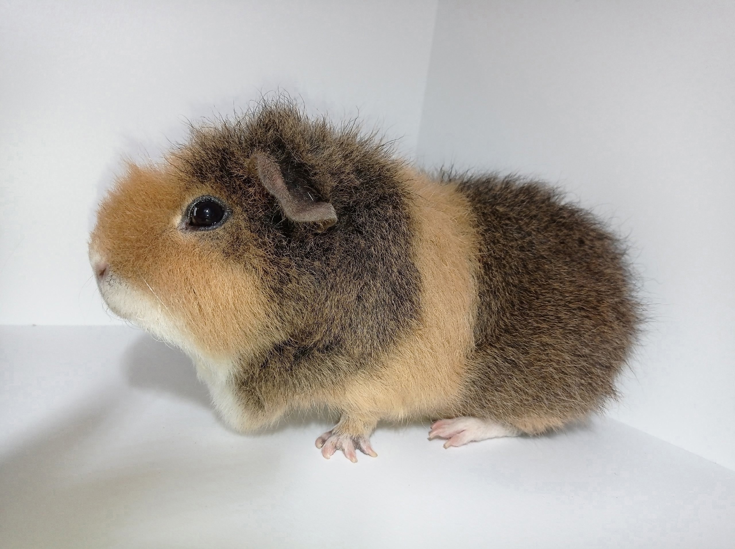 Изображение морской свинки