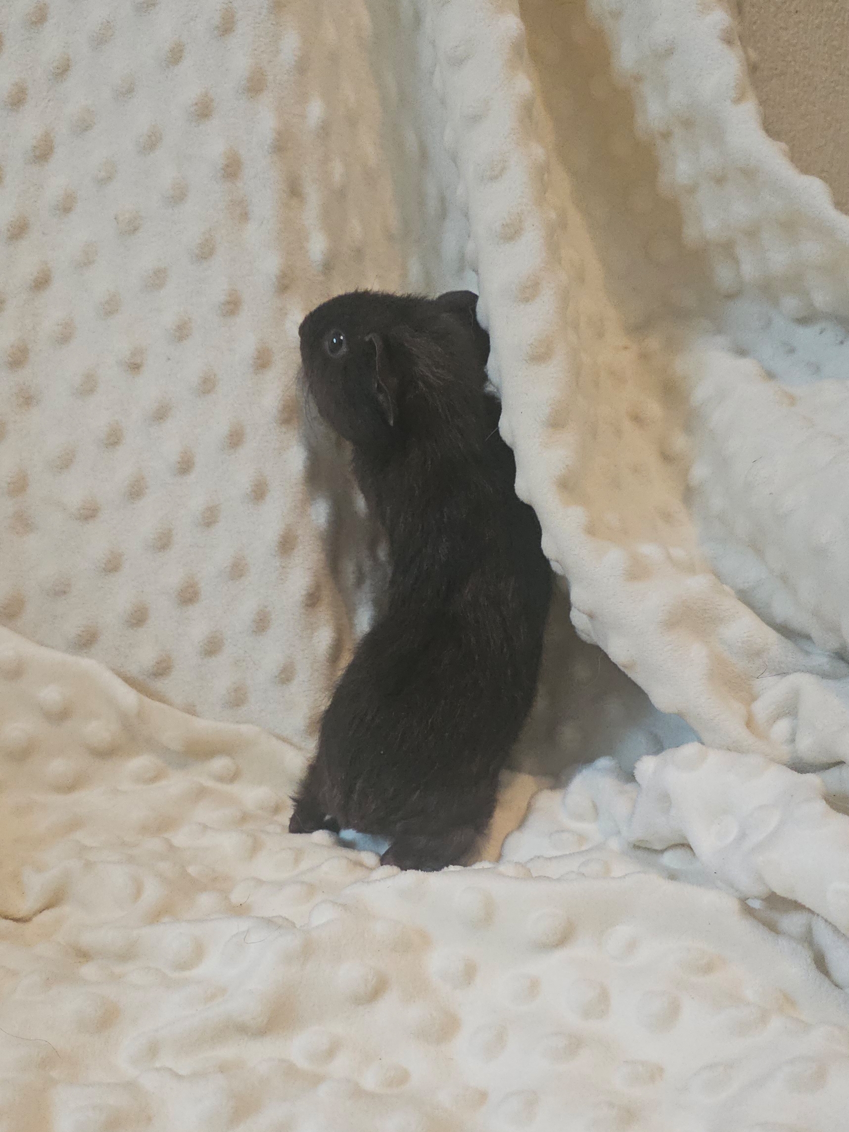 Изображение морской свинки