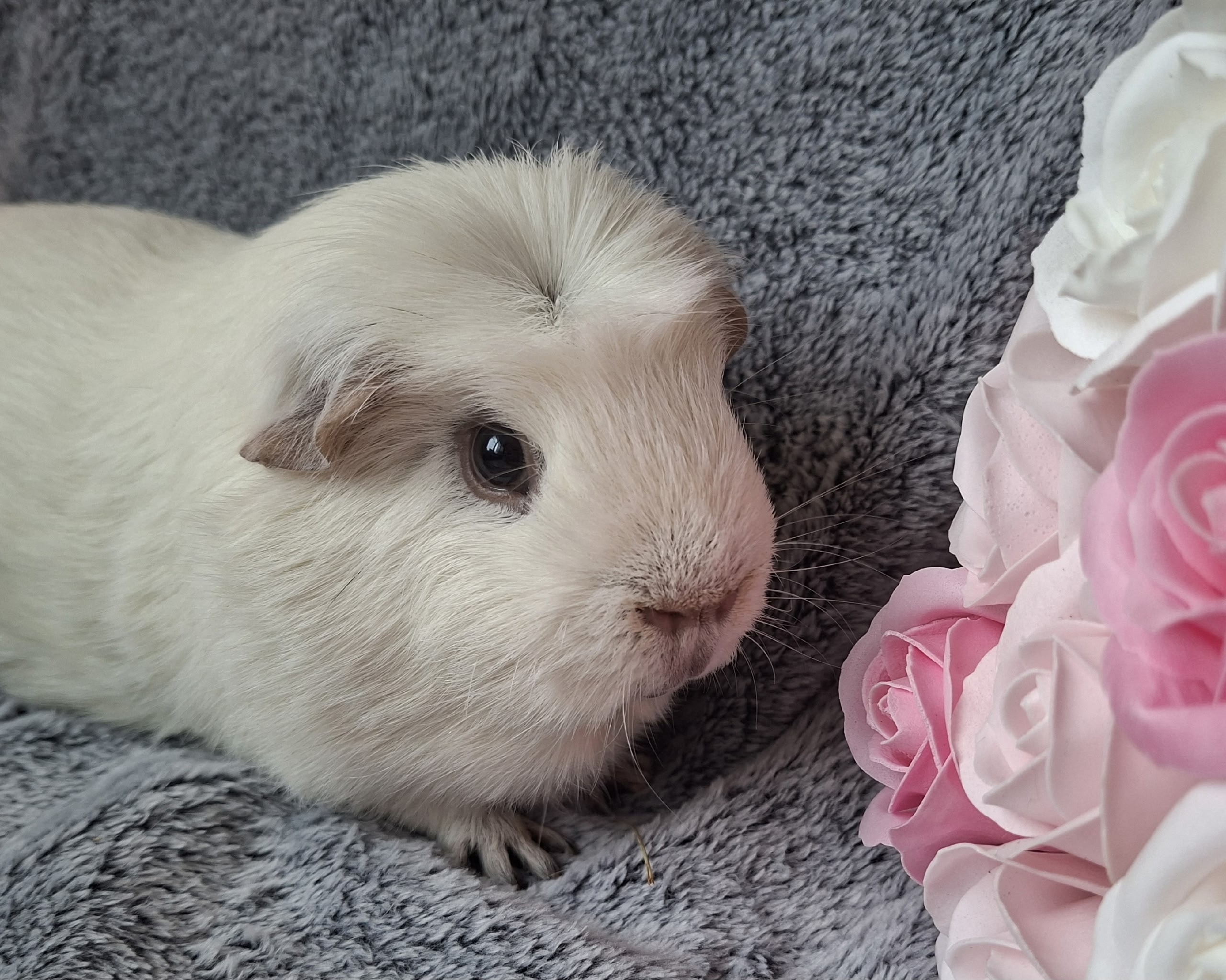 Изображение морской свинки