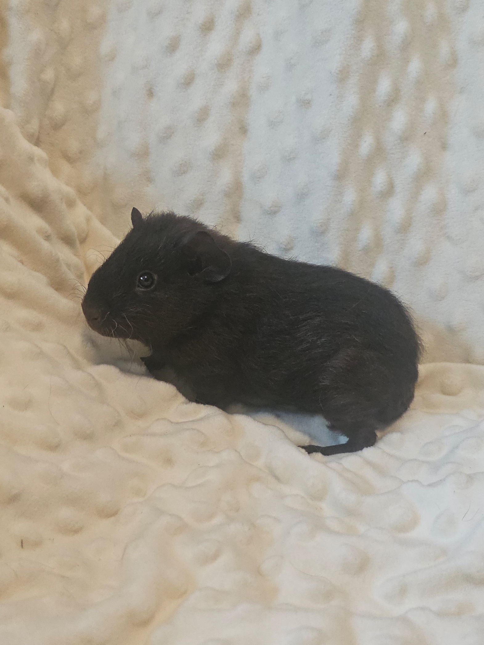 Изображение морской свинки